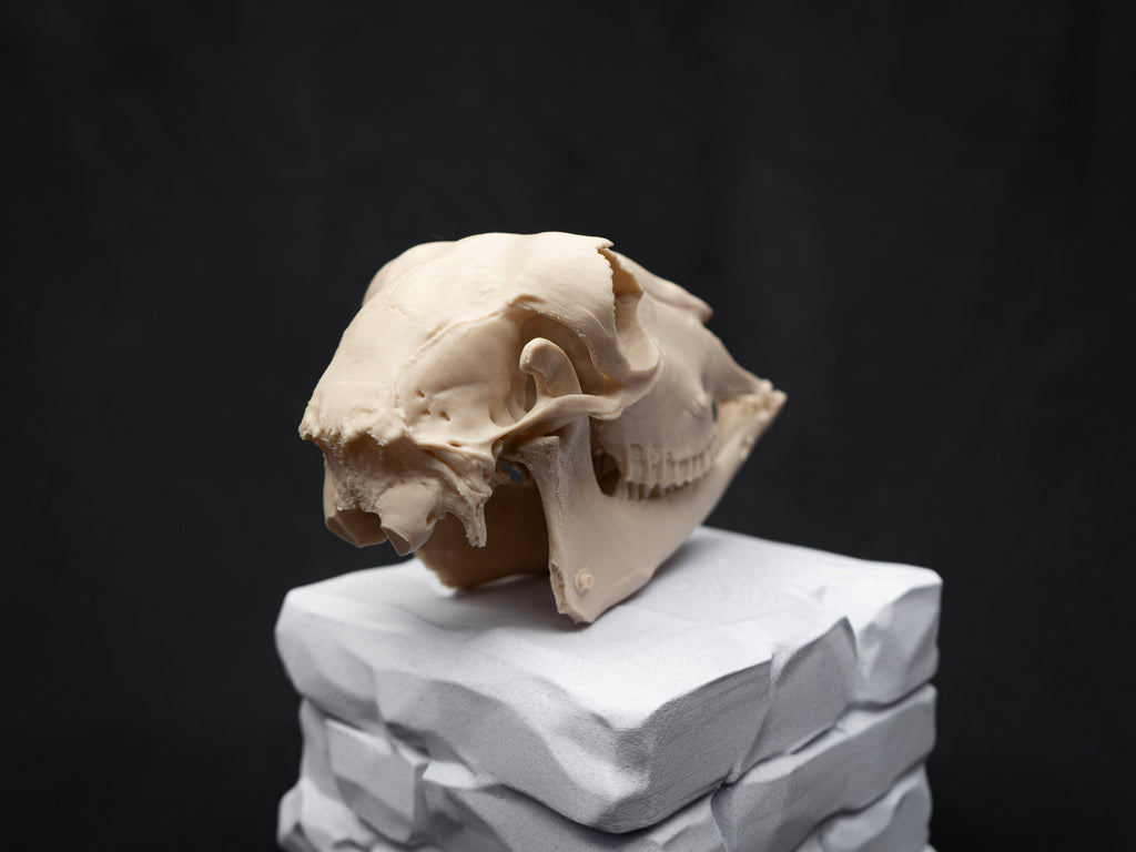 Life Size Sheep Skull Replica – Realistic 3D Printed Bone Model Display