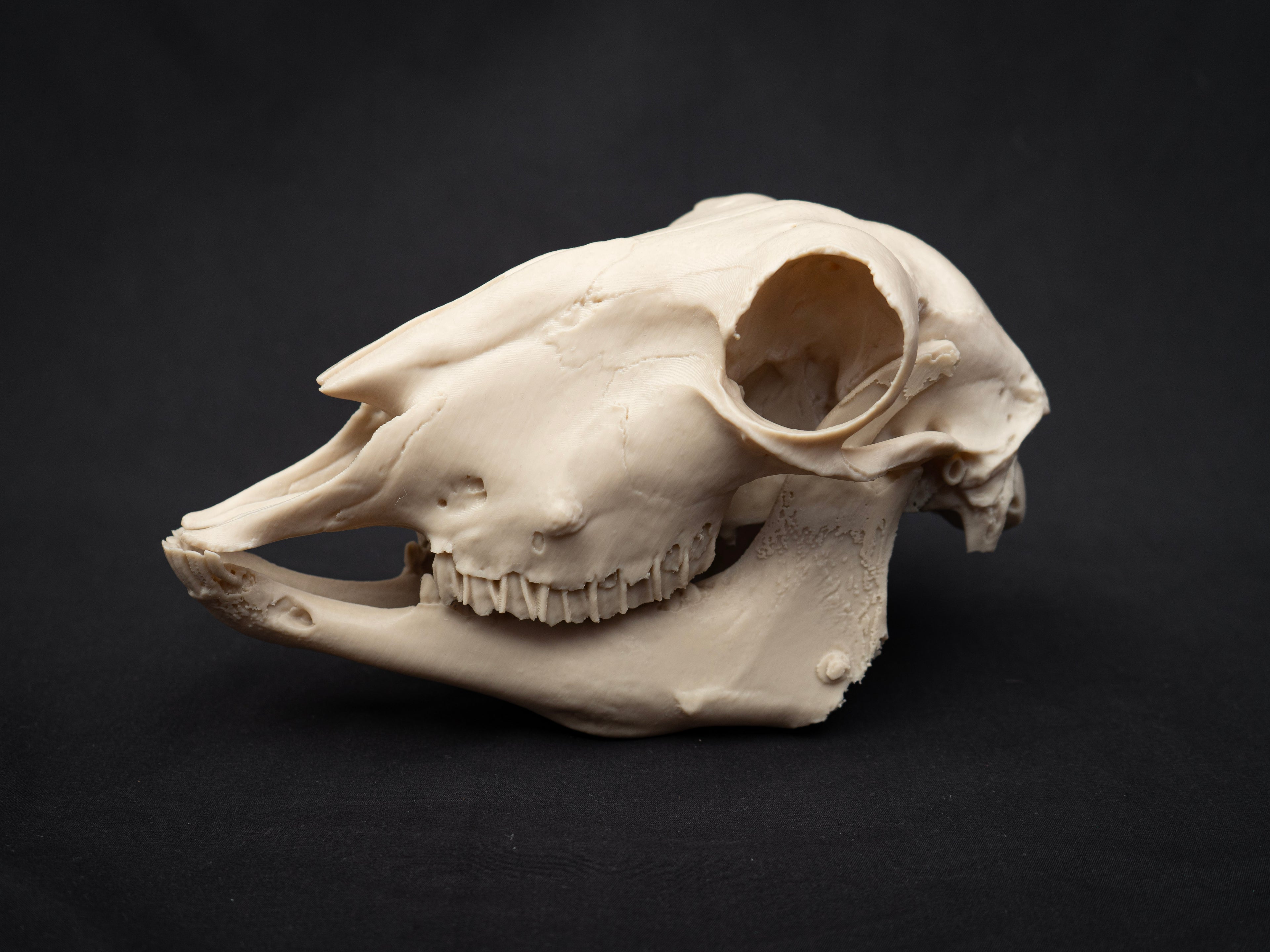 Life Size Sheep Skull Replica – Realistic 3D Printed Bone Model Display