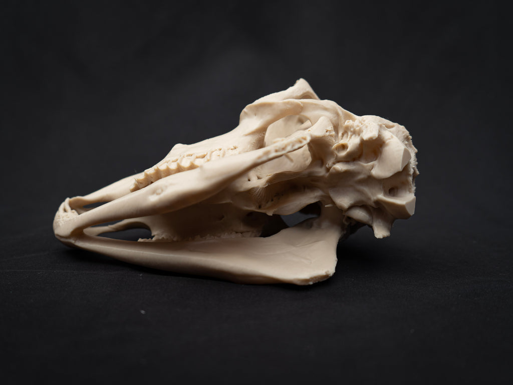 Life Size Sheep Skull Replica – Realistic 3D Printed Bone Model Display