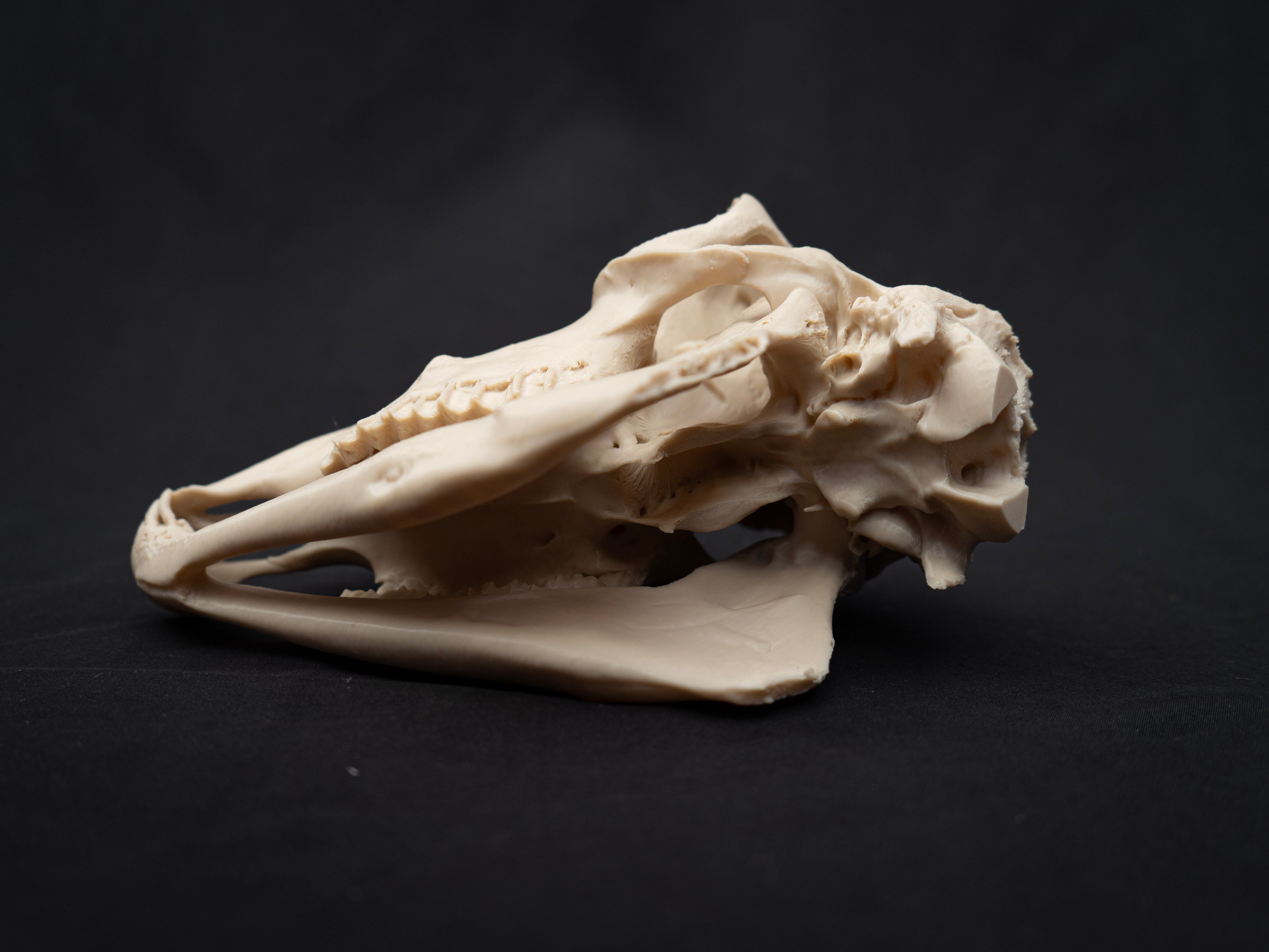 Life Size Sheep Skull Replica – Realistic 3D Printed Bone Model Display