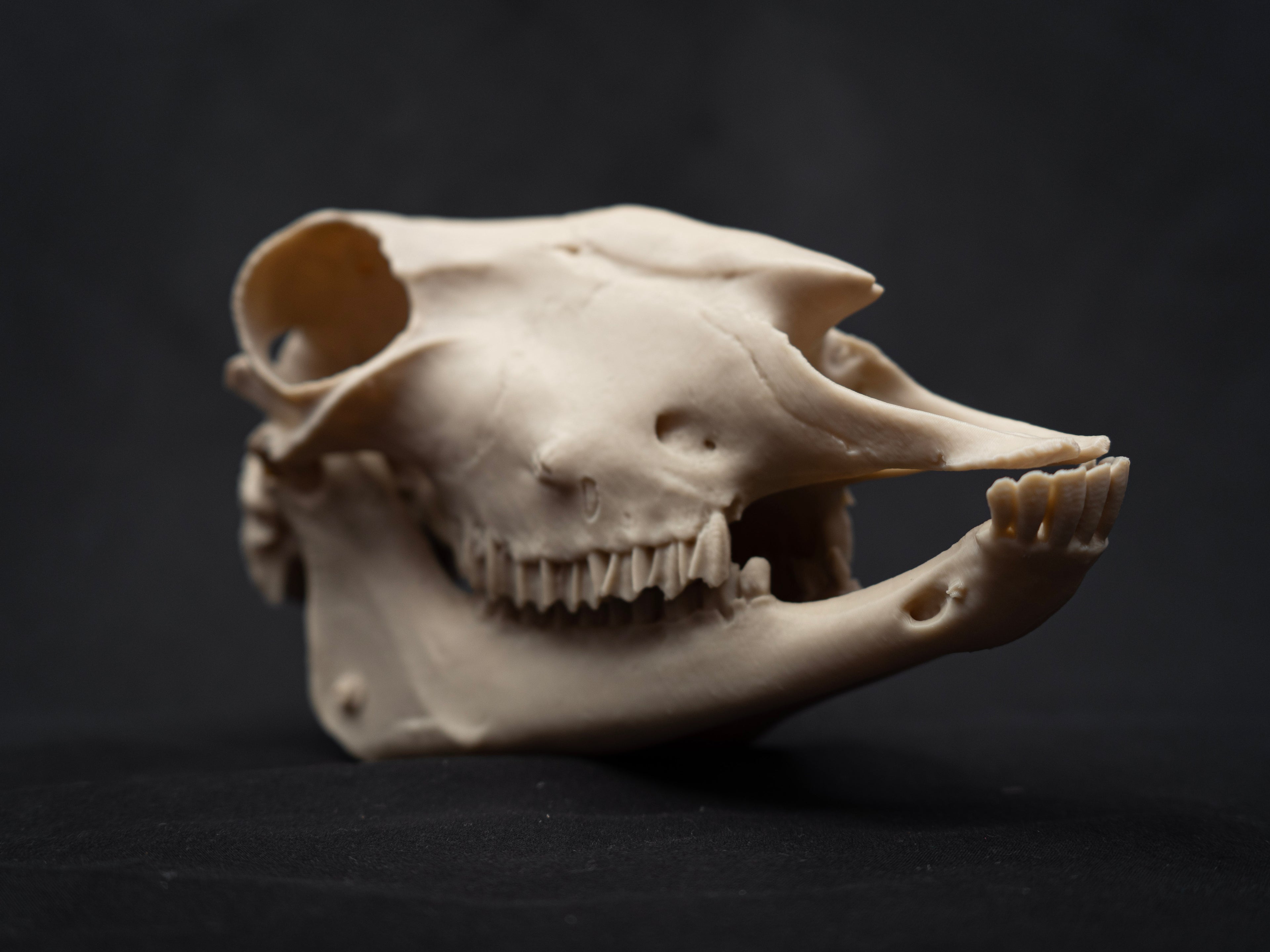 Life Size Sheep Skull Replica – Realistic 3D Printed Bone Model Display