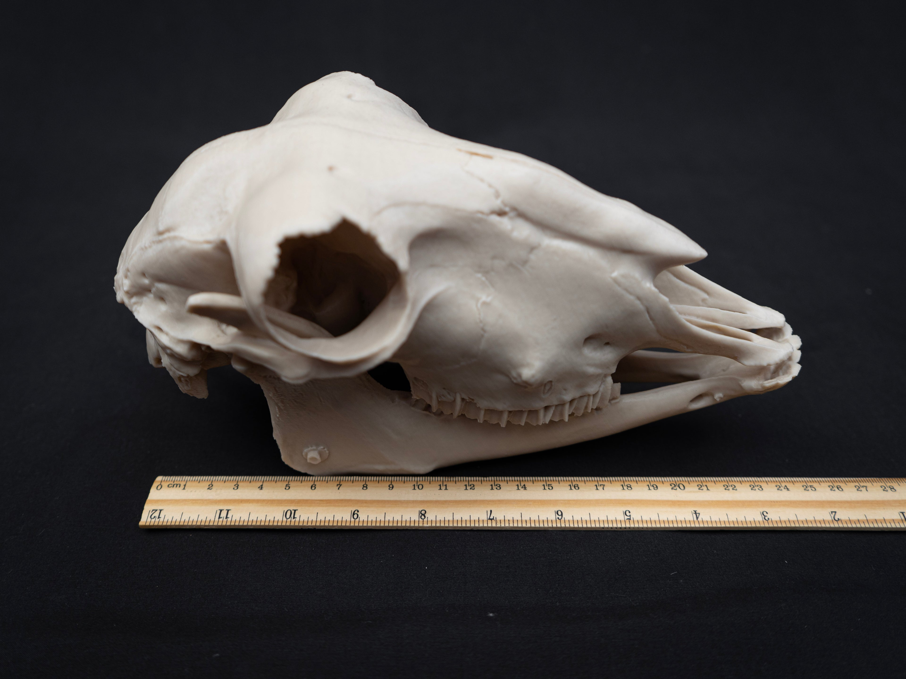 Life Size Sheep Skull Replica – Realistic 3D Printed Bone Model Display