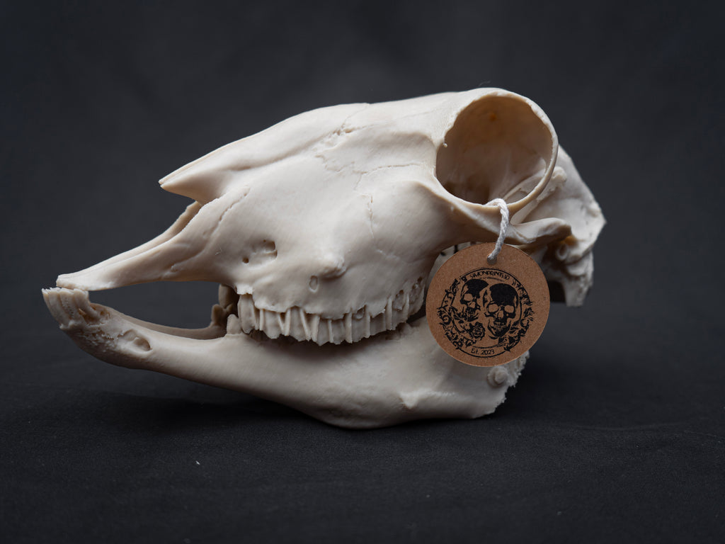 Life Size Sheep Skull Replica – Realistic 3D Printed Bone Model Display