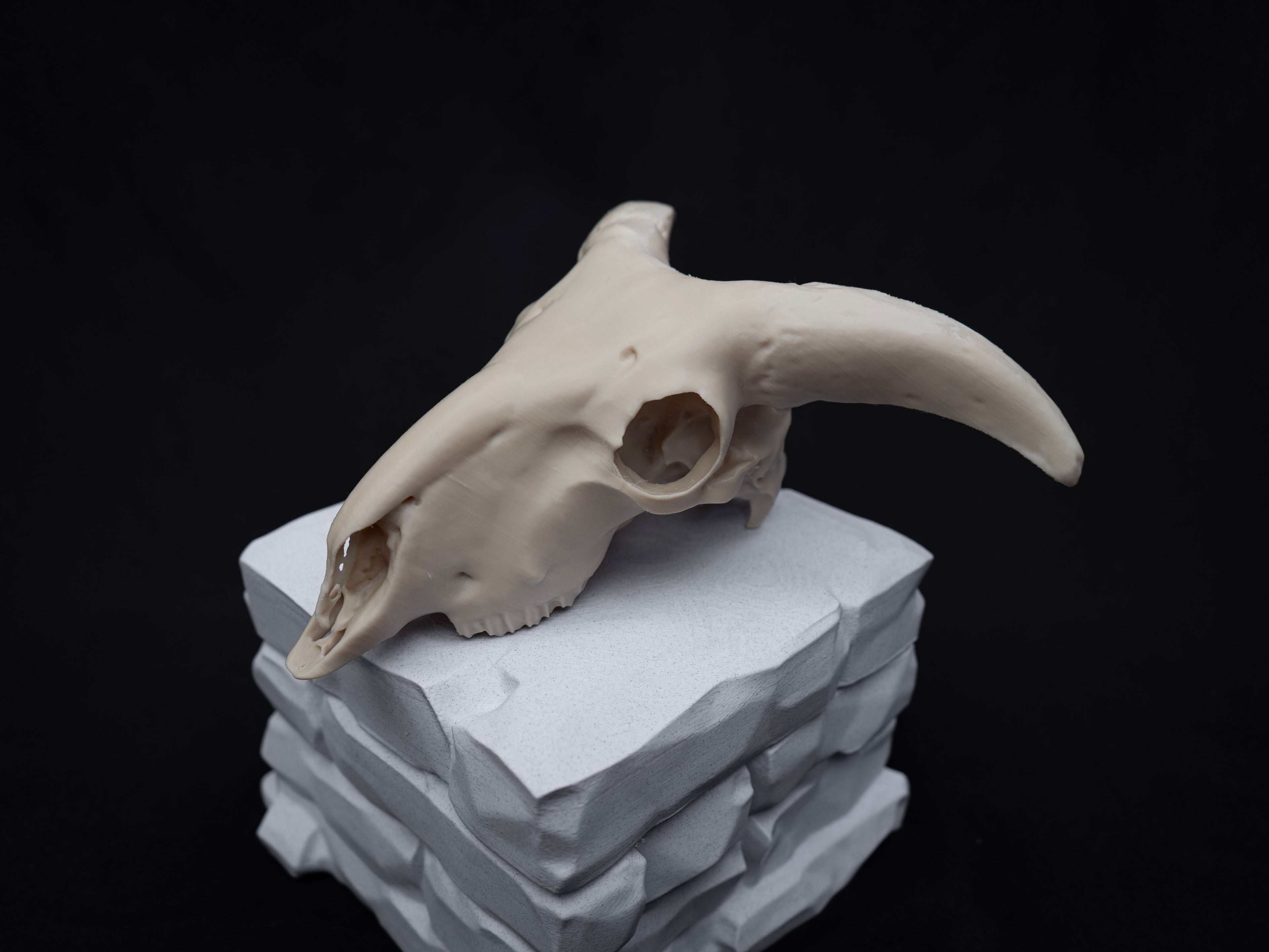 Sheep Skull Replica with Horns – Realistic 3D Printed Bone Model Display