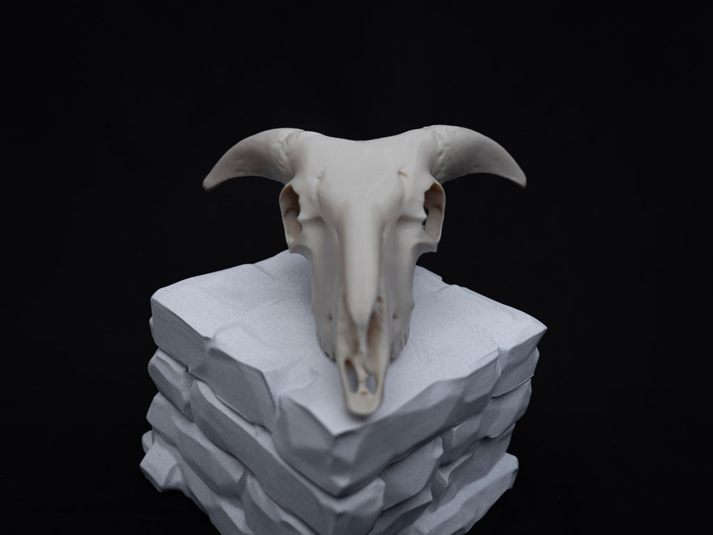 Sheep Skull Replica with Horns – Realistic 3D Printed Bone Model Display