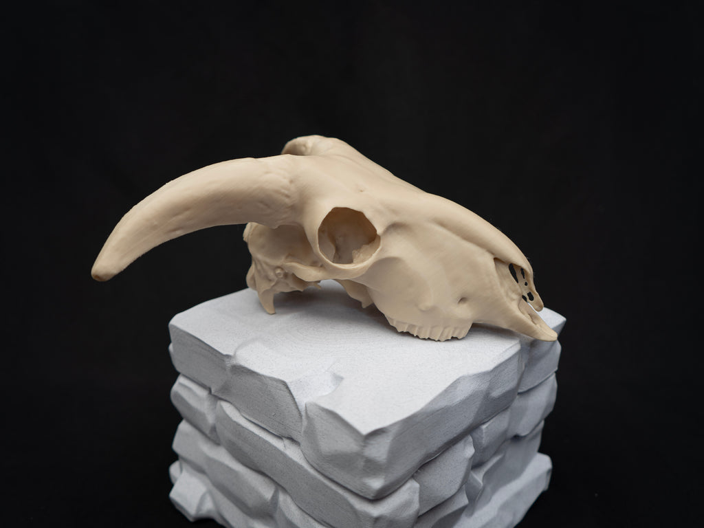 Sheep Skull Replica with Horns – Realistic 3D Printed Bone Model Display