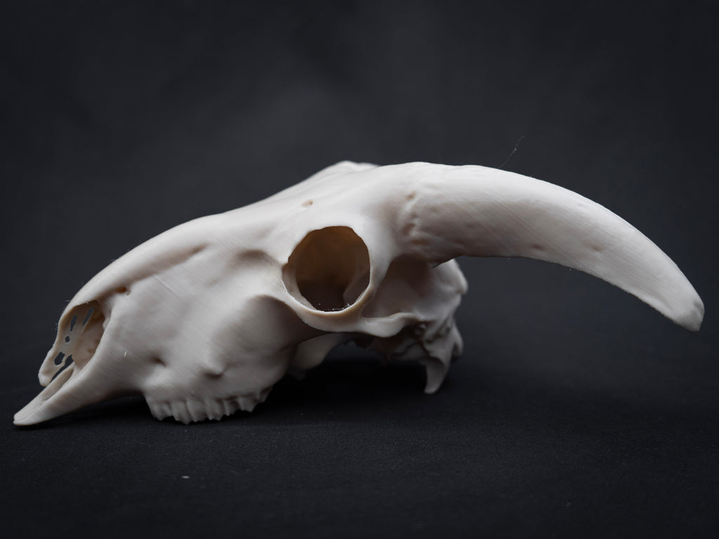 Sheep Skull Replica with Horns – Realistic 3D Printed Bone Model Display