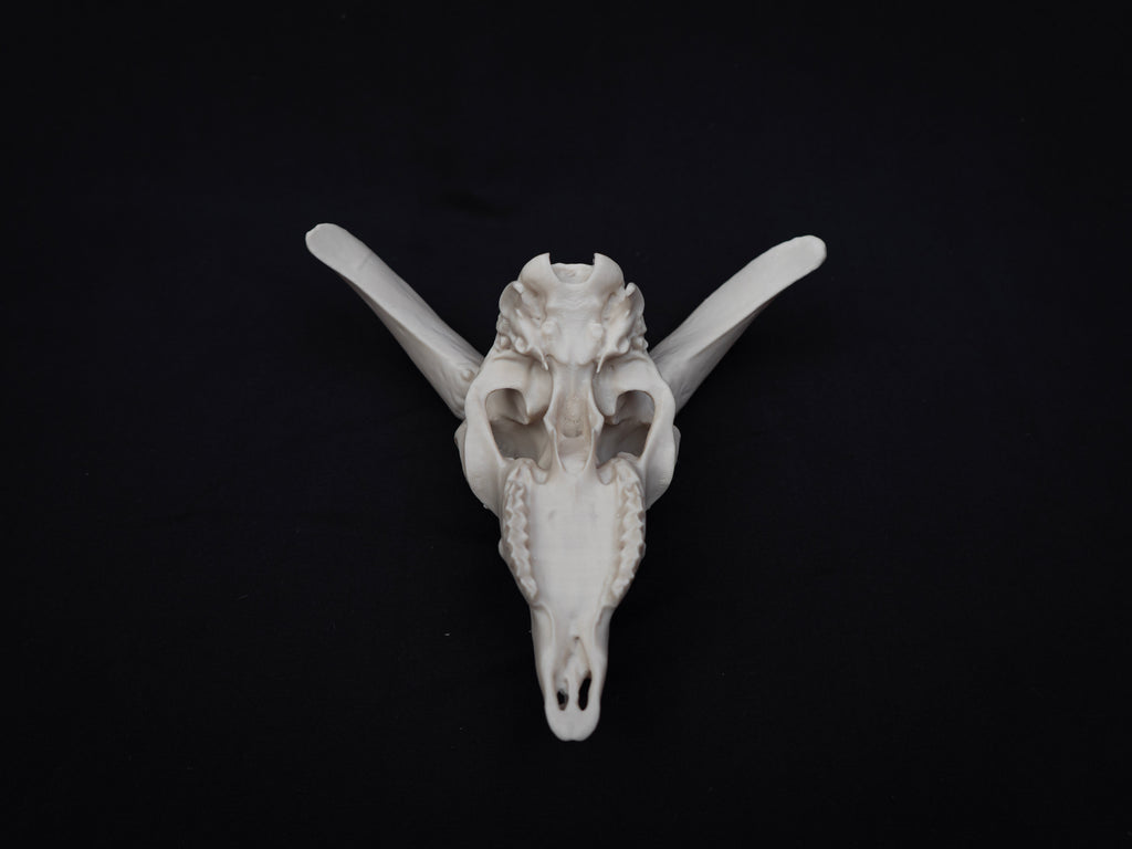 Sheep Skull Replica with Horns – Realistic 3D Printed Bone Model Display