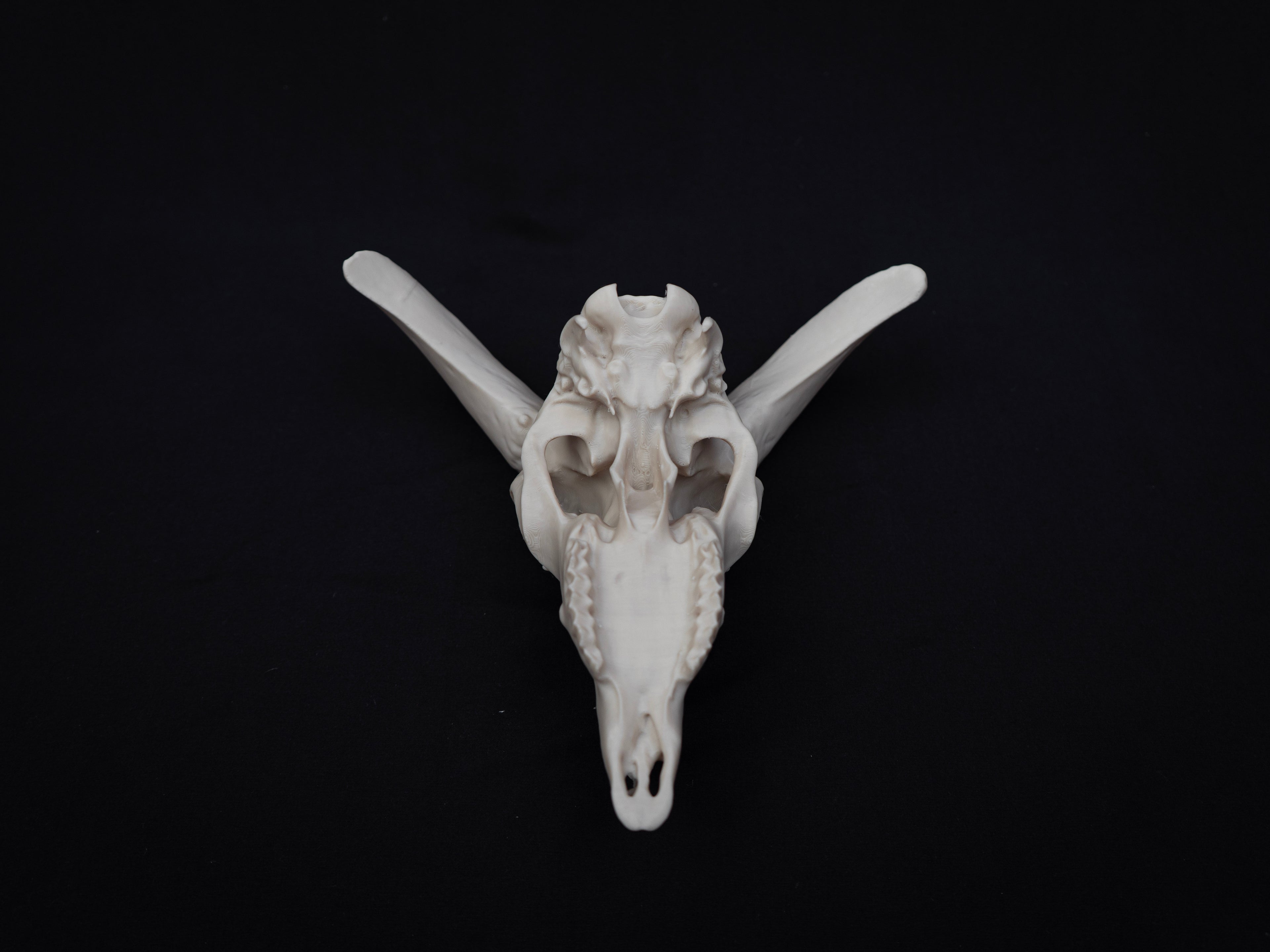 Sheep Skull Replica with Horns – Realistic 3D Printed Bone Model Display