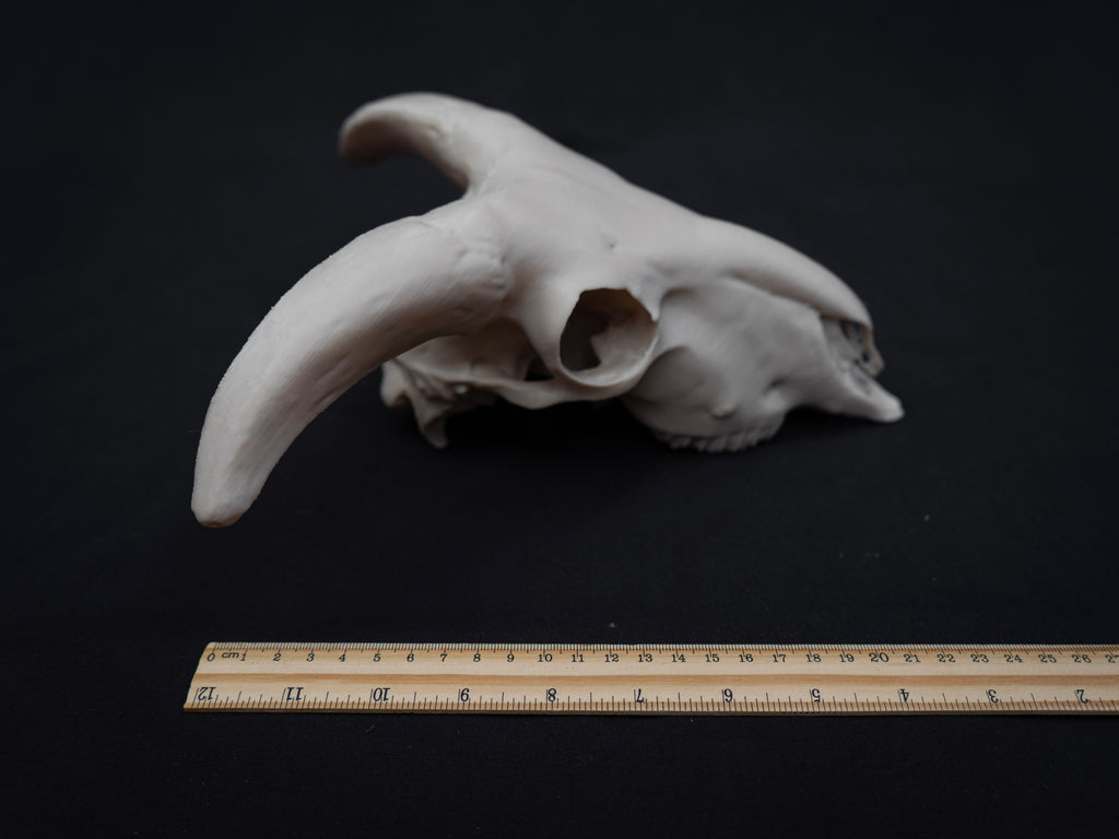 Sheep Skull Replica with Horns – Realistic 3D Printed Bone Model Display