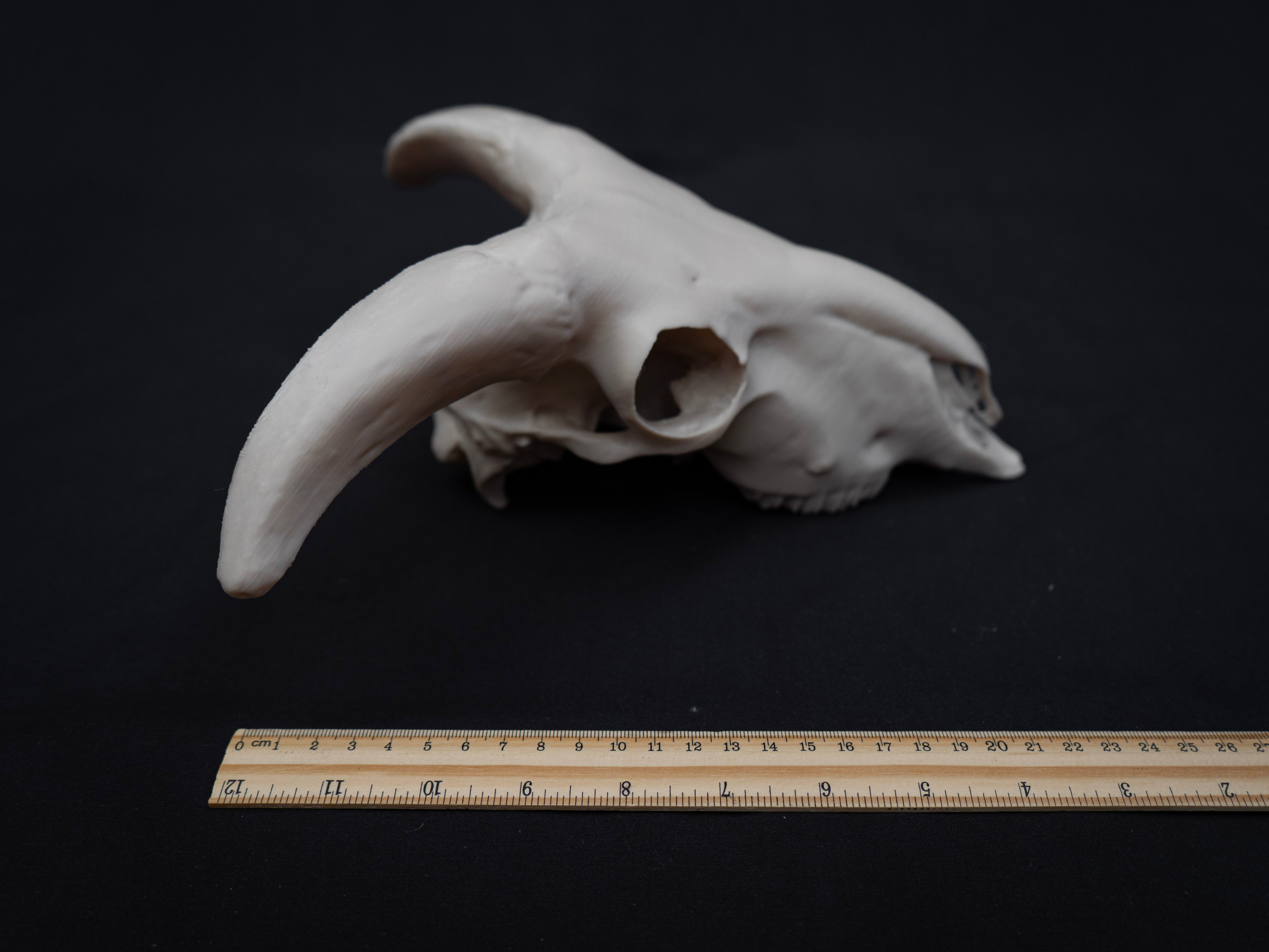 Sheep Skull Replica with Horns – Realistic 3D Printed Bone Model Display