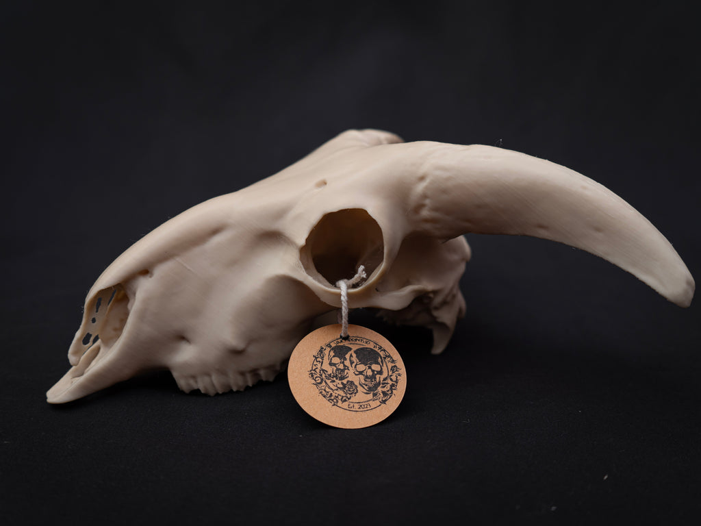Sheep Skull Replica with Horns – Realistic 3D Printed Bone Model Display
