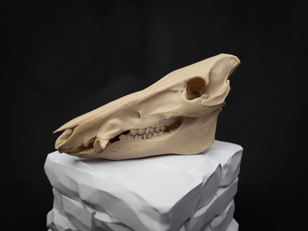 Scaled Down Pig Skull Replica – Realistic 3D Printed Bone Model Display