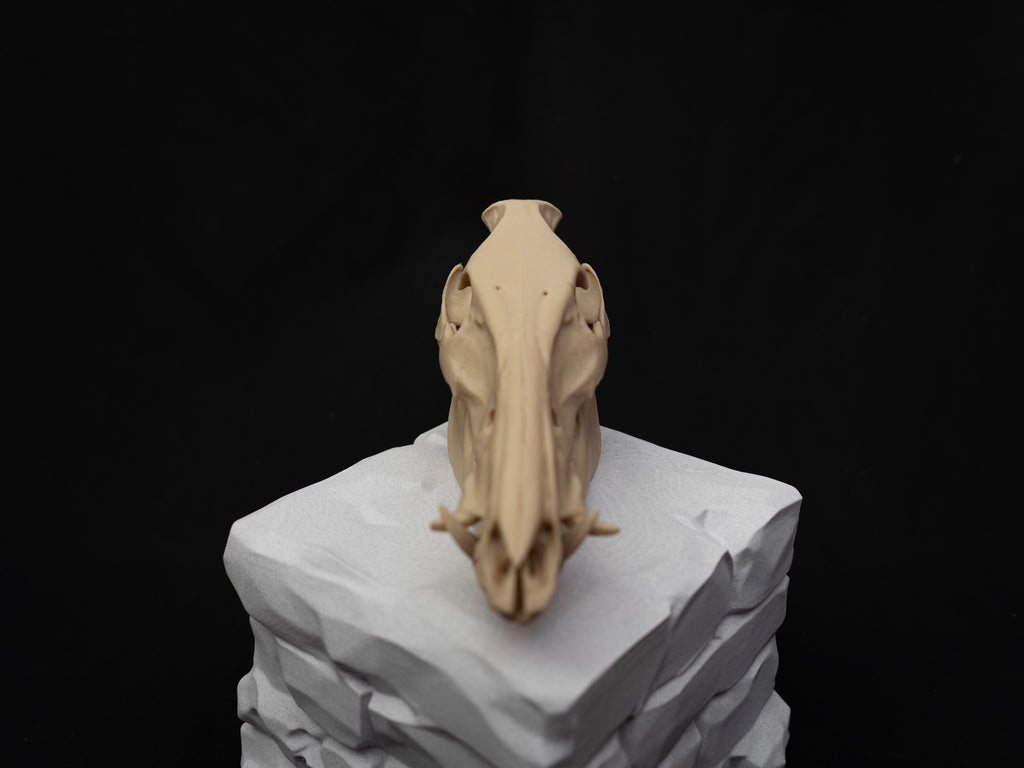Scaled Down Pig Skull Replica – Realistic 3D Printed Bone Model Display