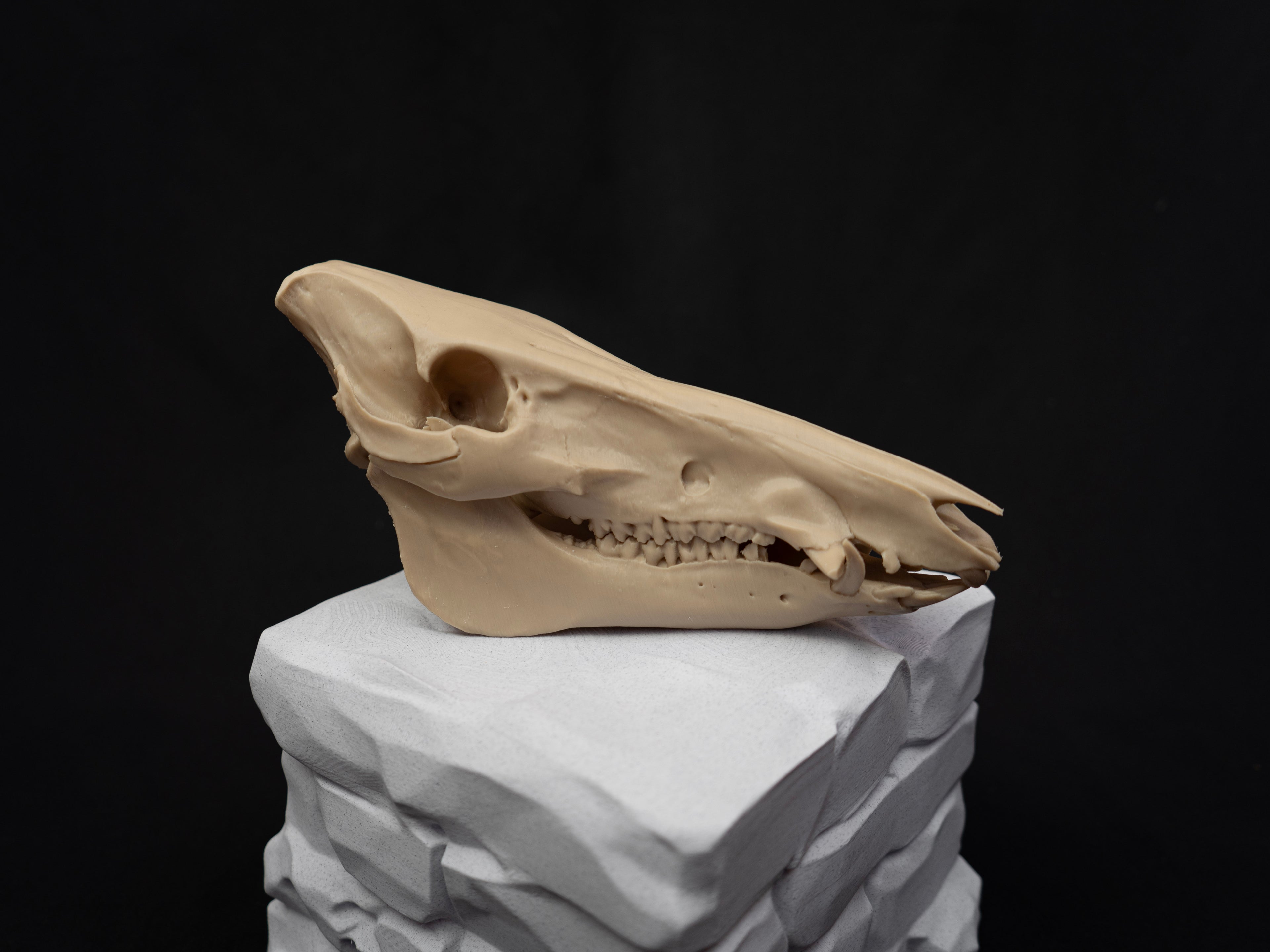 Scaled Down Pig Skull Replica – Realistic 3D Printed Bone Model Display