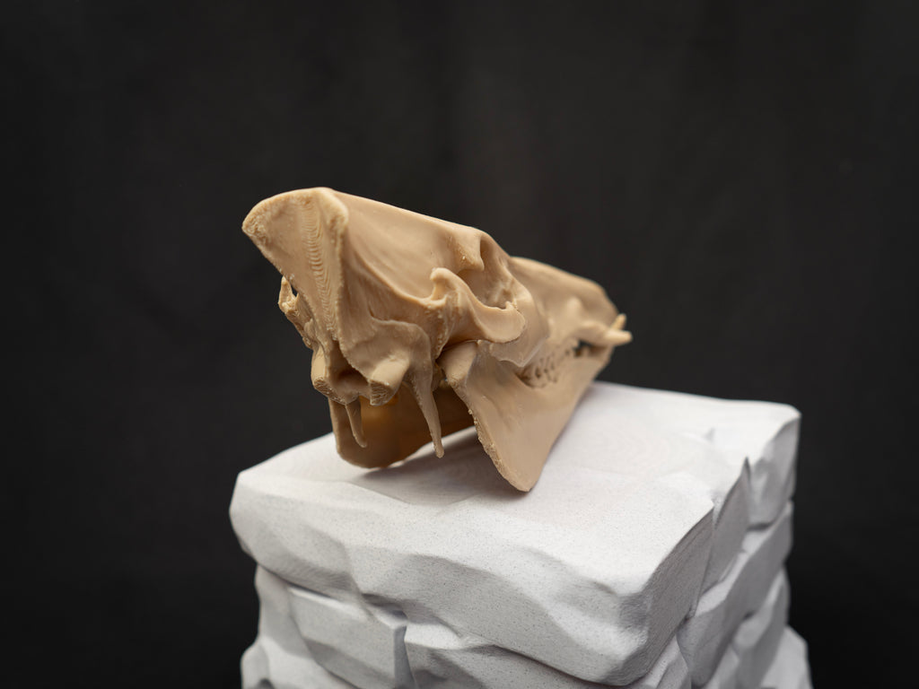 Scaled Down Pig Skull Replica – Realistic 3D Printed Bone Model Display