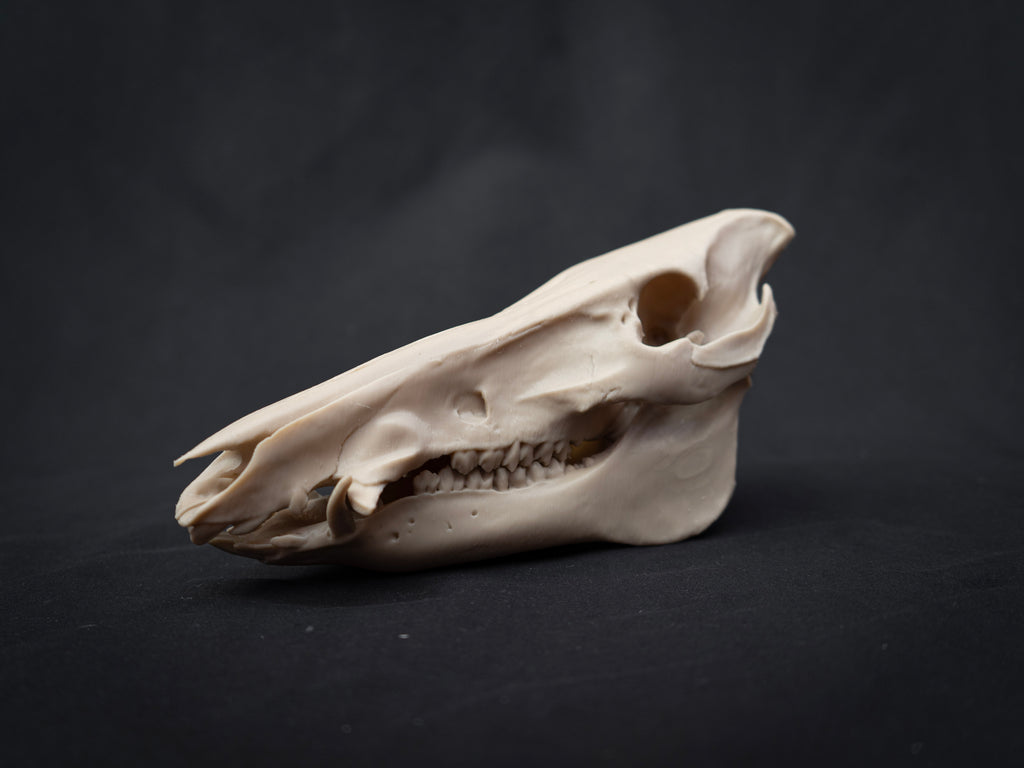 Scaled Down Pig Skull Replica – Realistic 3D Printed Bone Model Display