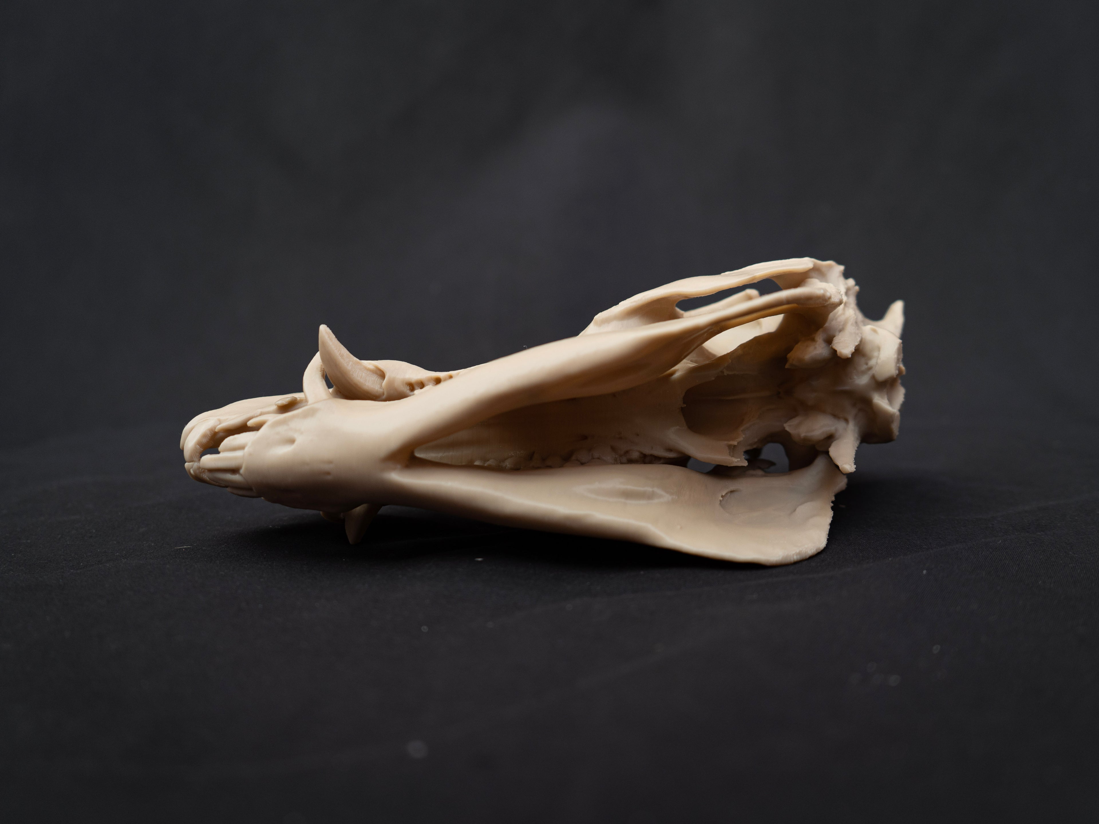Scaled Down Pig Skull Replica – Realistic 3D Printed Bone Model Display