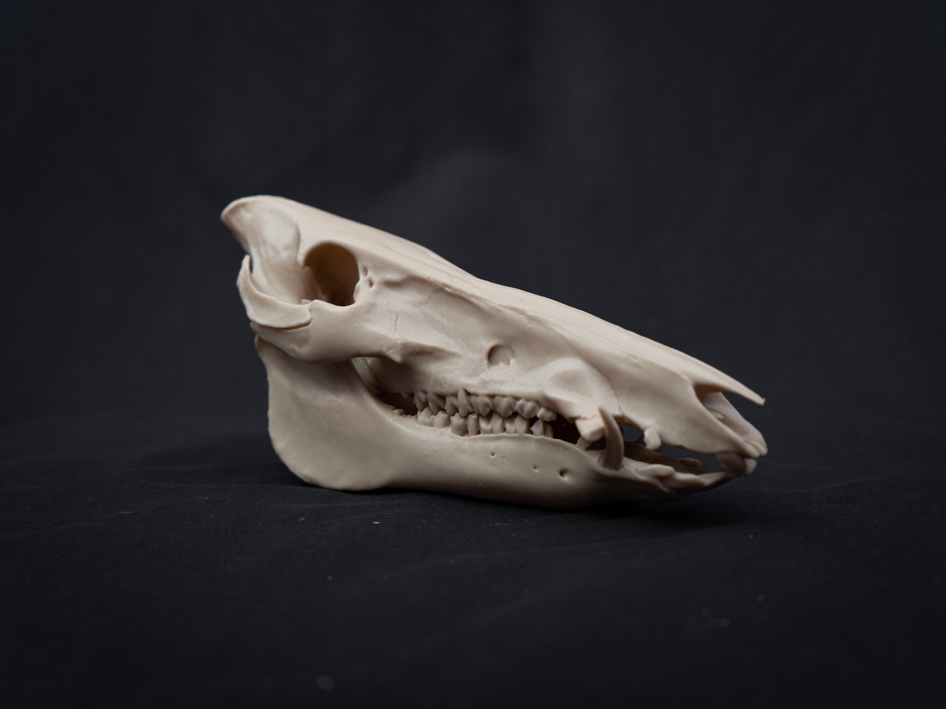 Scaled Down Pig Skull Replica – Realistic 3D Printed Bone Model Display