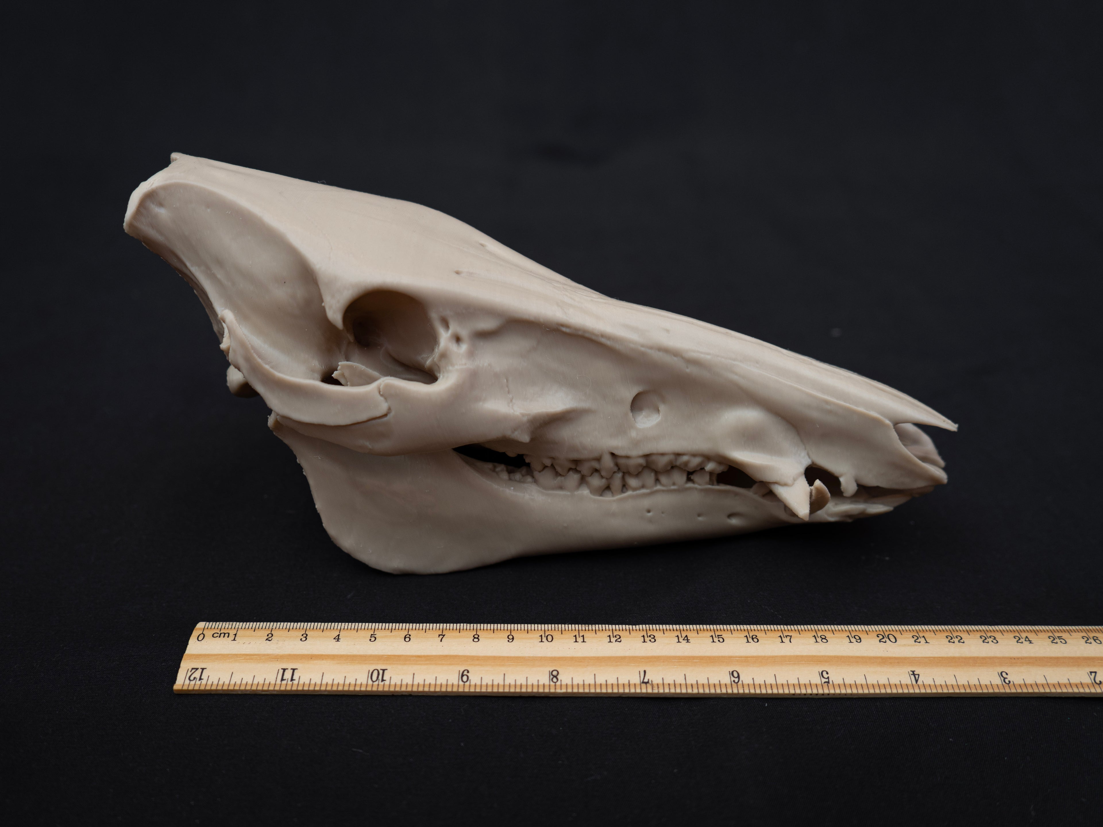 Scaled Down Pig Skull Replica – Realistic 3D Printed Bone Model Display