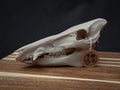 Scaled Down Pig Skull Replica – Realistic 3D Printed Bone Model Display