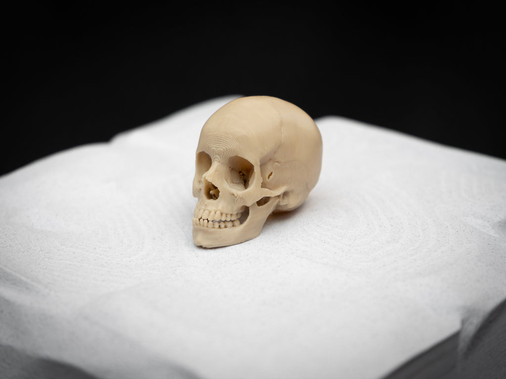 Mini Human Skull Replica – Bone-White 3D Printed Display Skull
