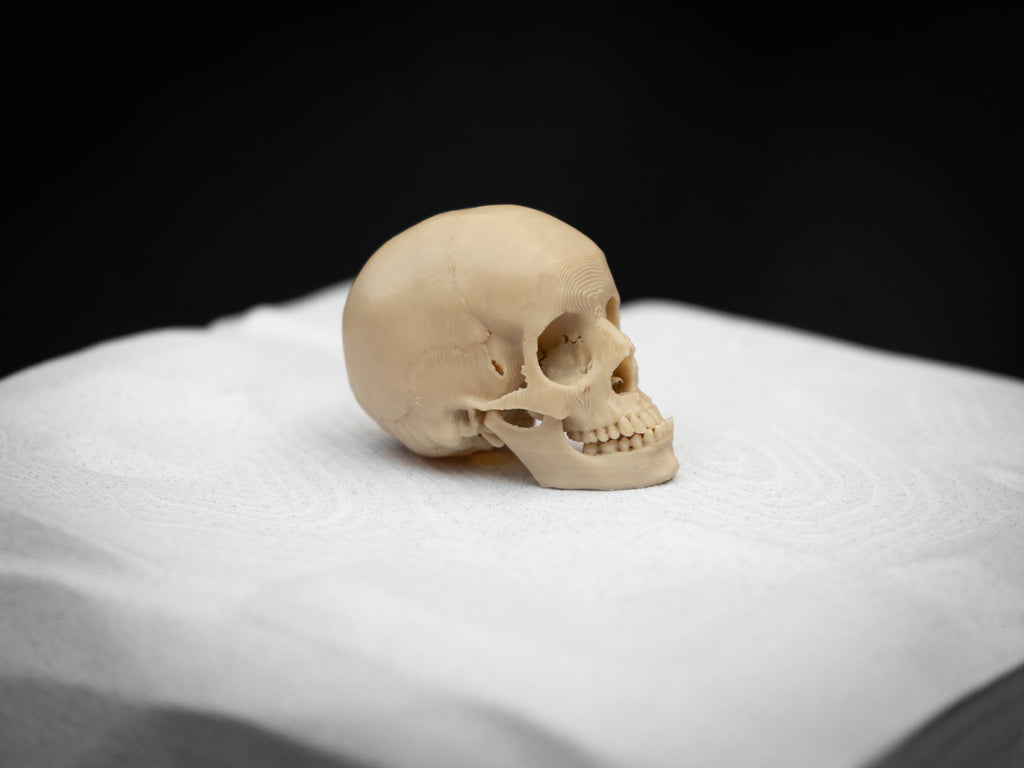 Mini Human Skull Replica – Bone-White 3D Printed Display Skull