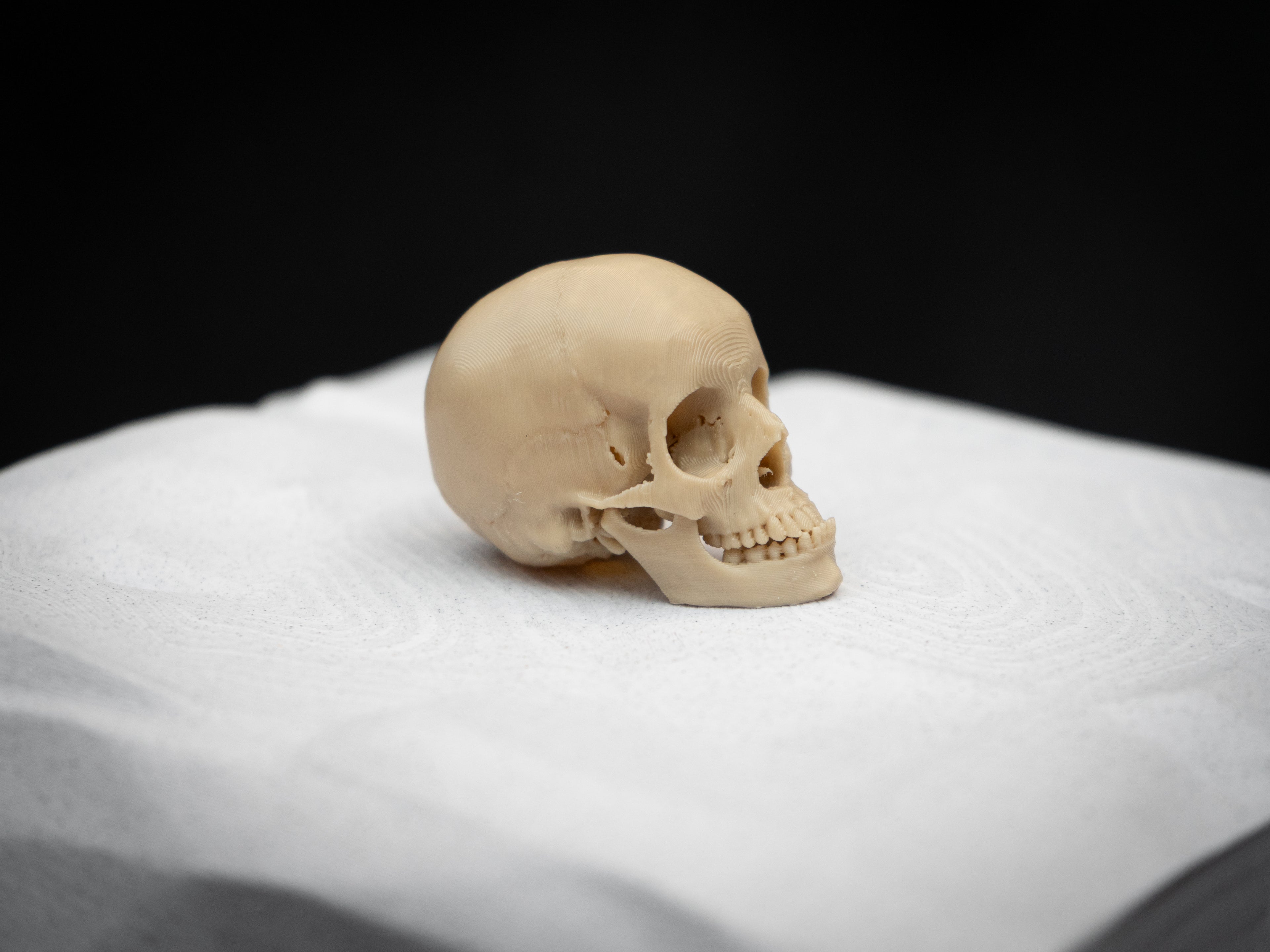 Mini Human Skull Replica – Bone-White 3D Printed Display Skull