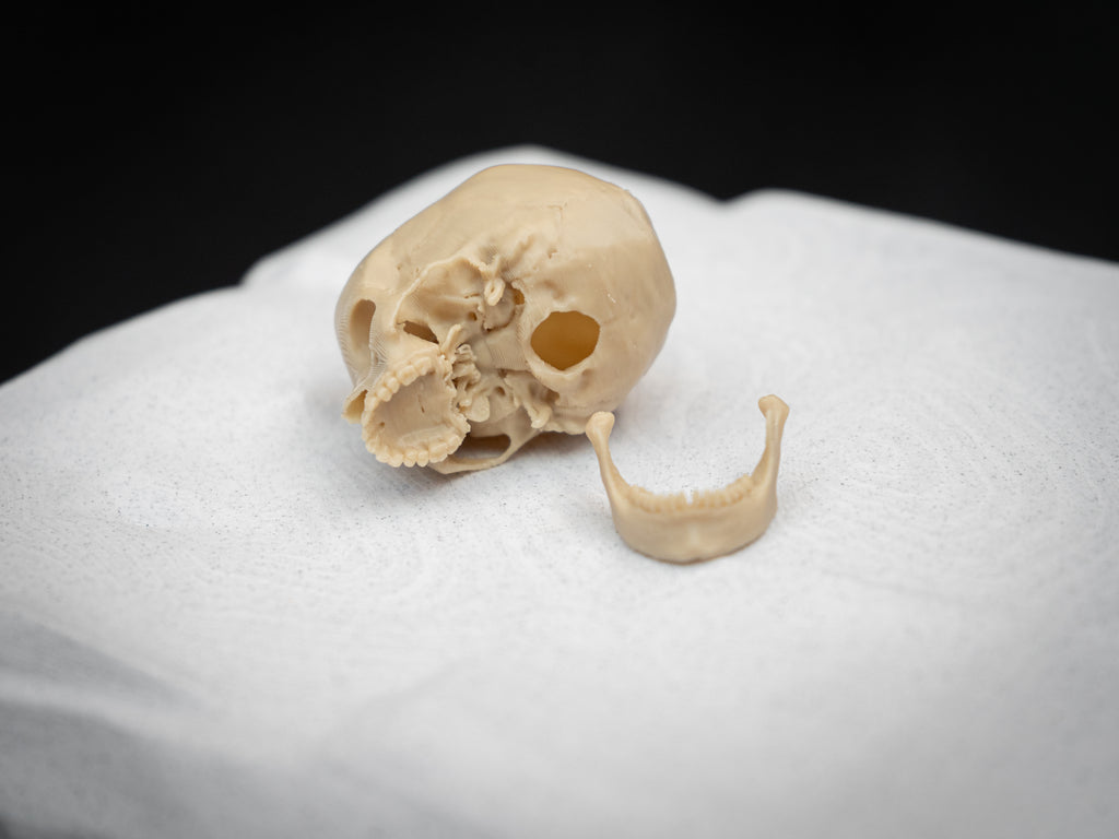 Mini Human Skull Replica – Bone-White 3D Printed Display Skull