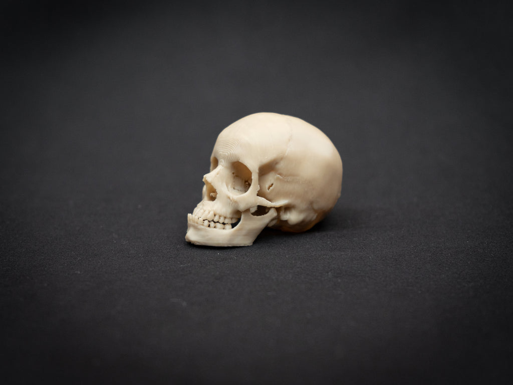 Mini Human Skull Replica – Bone-White 3D Printed Display Skull