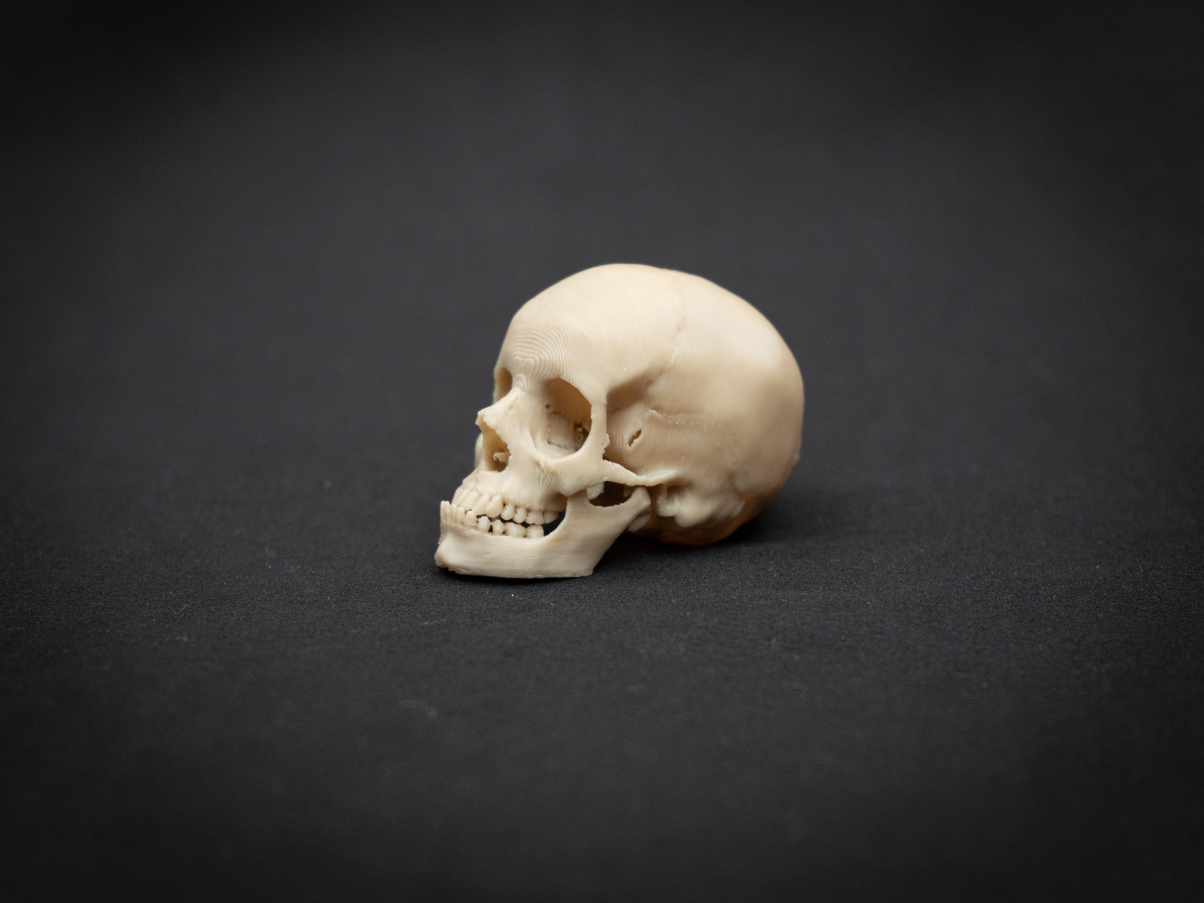 Mini Human Skull Replica – Bone-White 3D Printed Display Skull