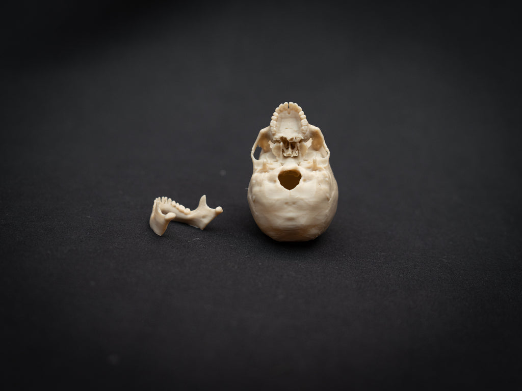 Mini Human Skull Replica – Bone-White 3D Printed Display Skull