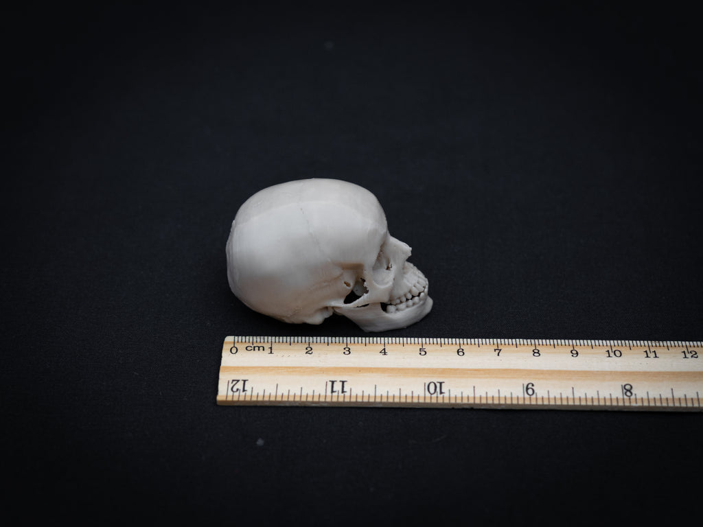 Mini Human Skull Replica – Bone-White 3D Printed Display Skull