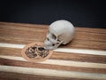 Mini Human Skull Replica – Bone-White 3D Printed Display Skull