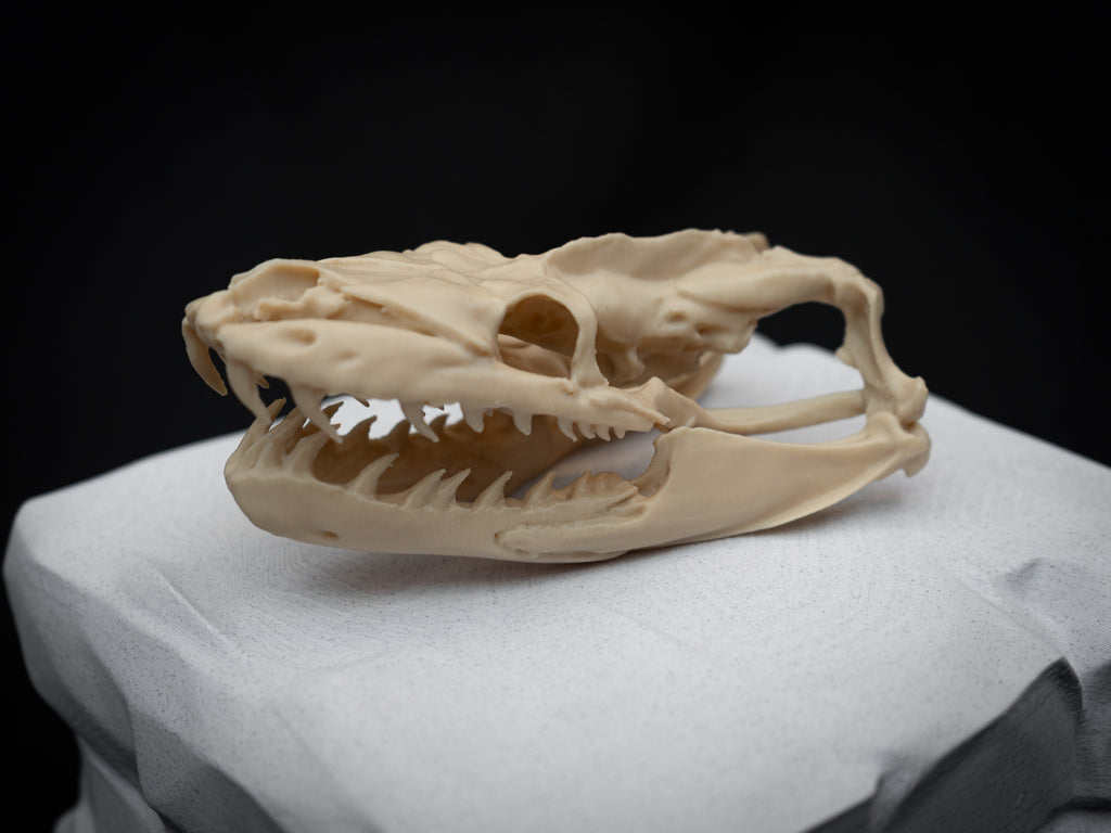 Life Size Python Skull Replica – Realistic 3D Printed Bone Model Display