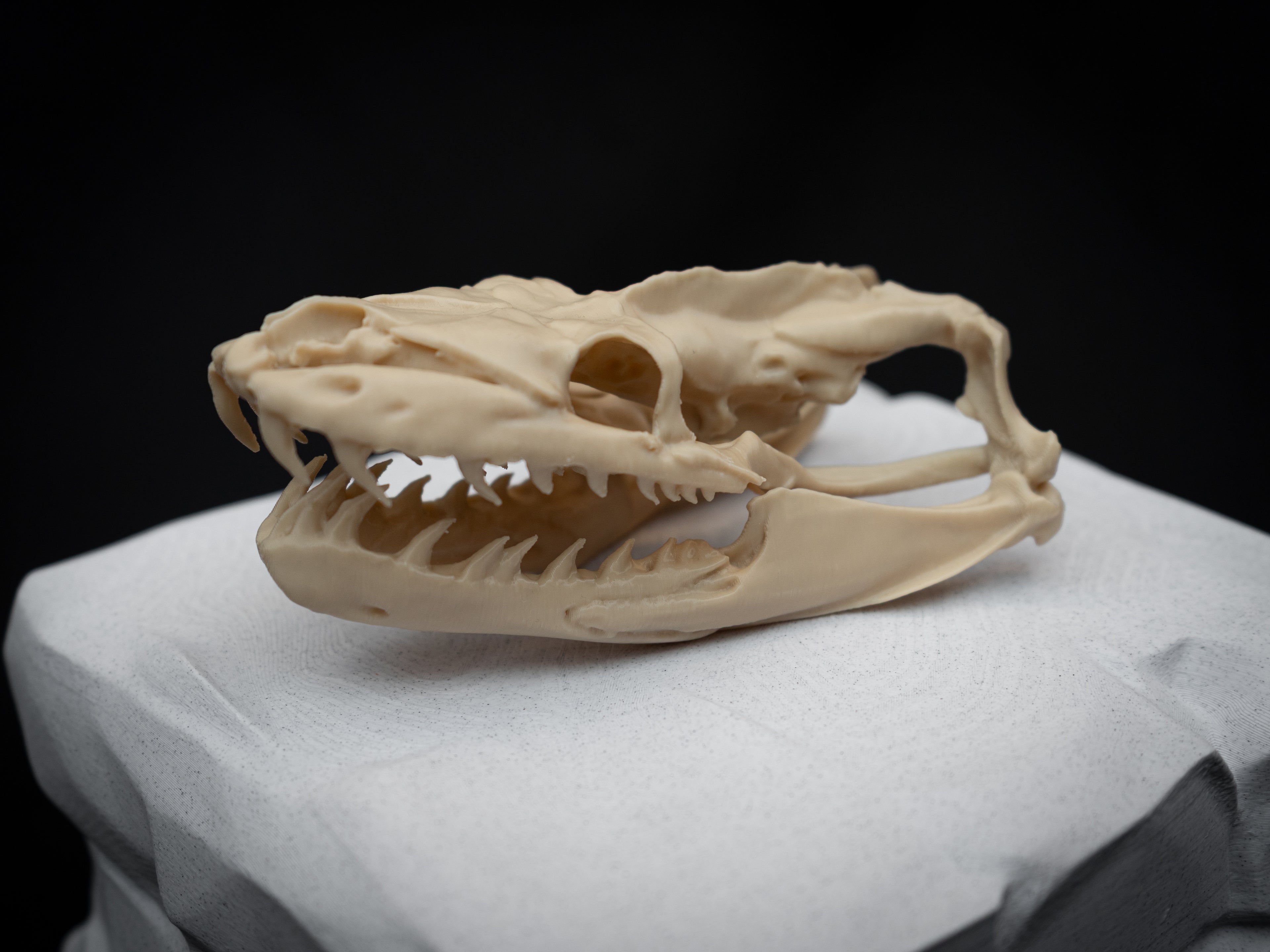 Life Size Python Skull Replica – Realistic 3D Printed Bone Model Display