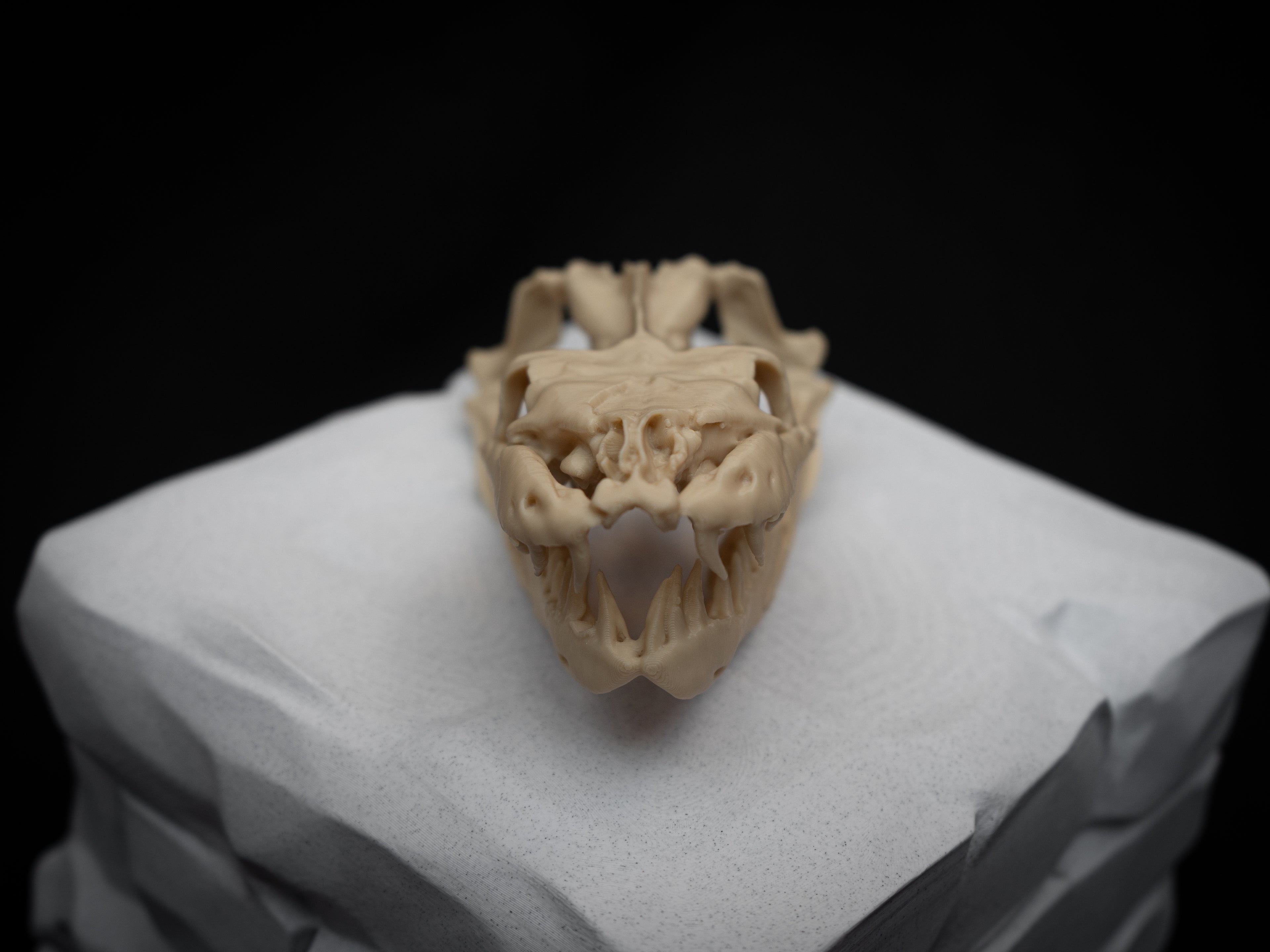 Life Size Python Skull Replica – Realistic 3D Printed Bone Model Display