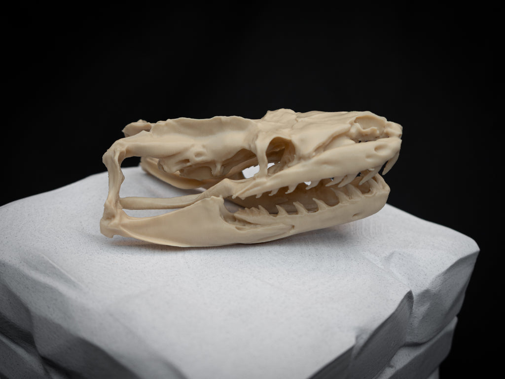 Life Size Python Skull Replica – Realistic 3D Printed Bone Model Display