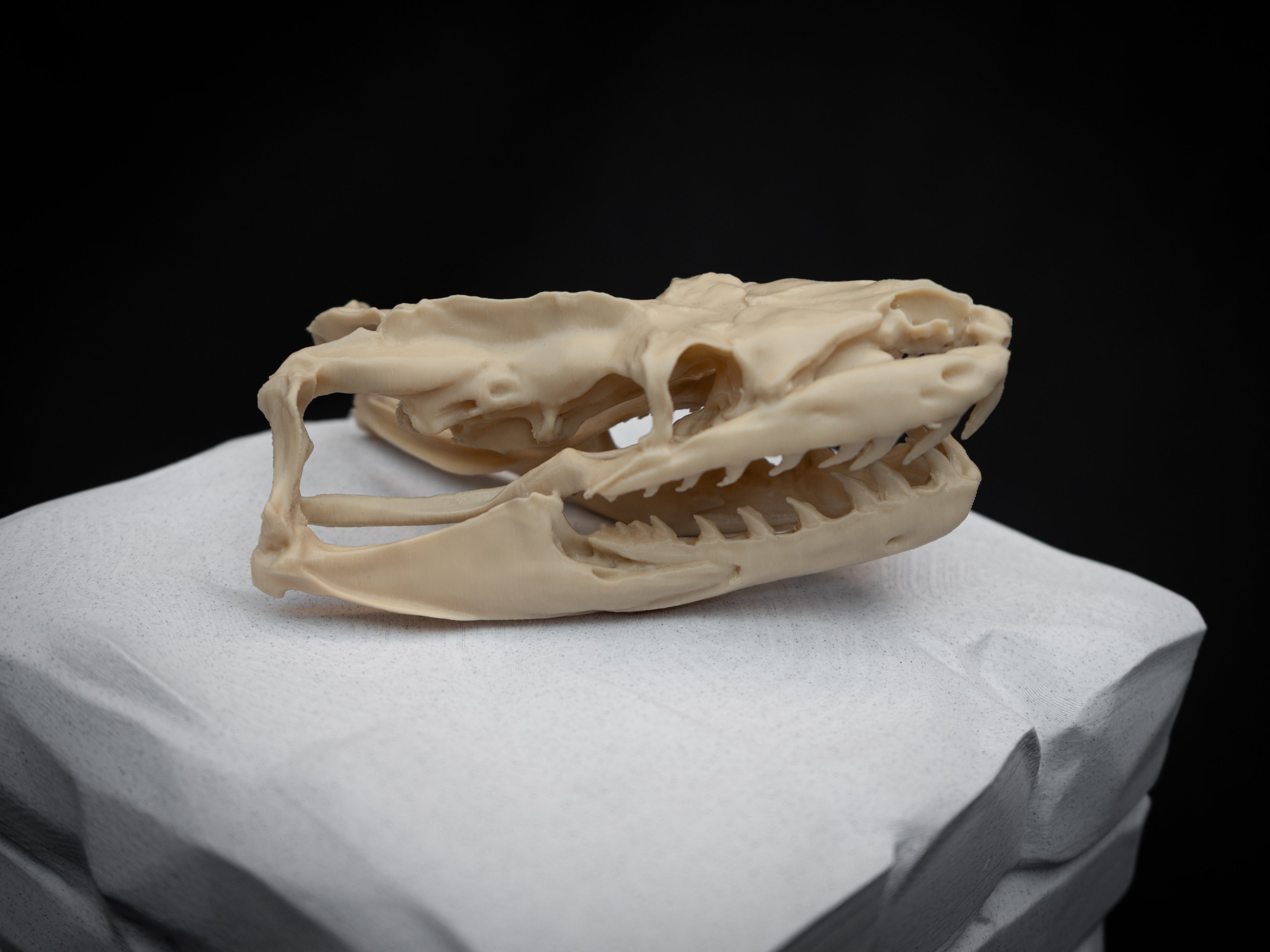 Life Size Python Skull Replica – Realistic 3D Printed Bone Model Display