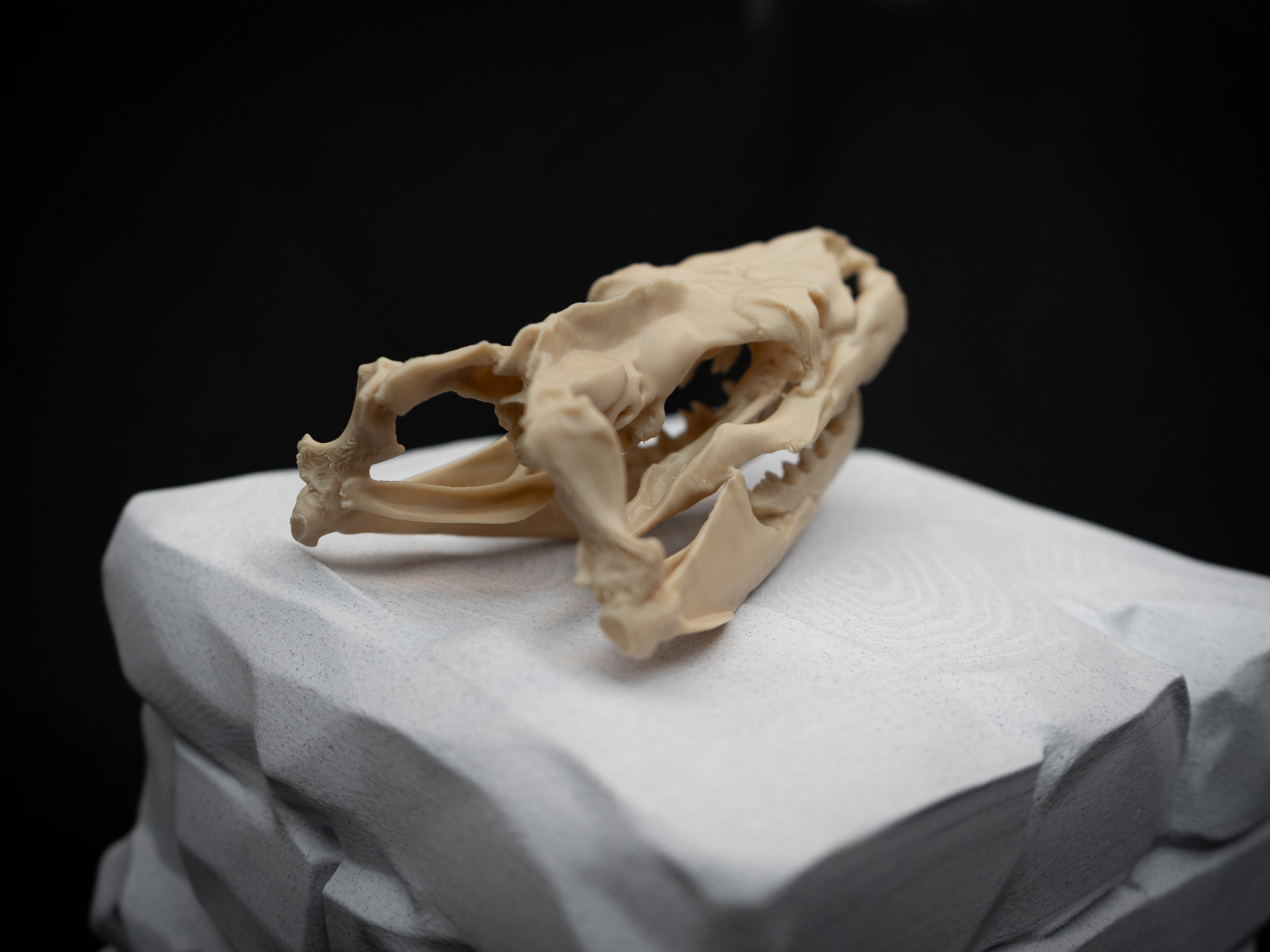 Life Size Python Skull Replica – Realistic 3D Printed Bone Model Display