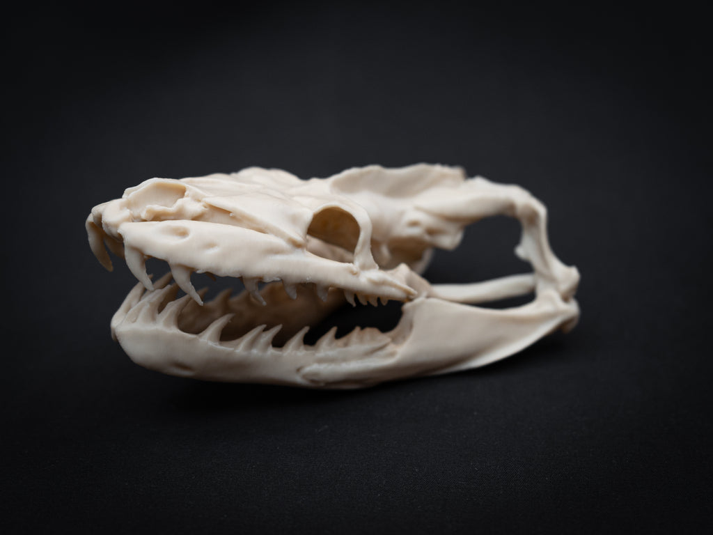 Life Size Python Skull Replica – Realistic 3D Printed Bone Model Display