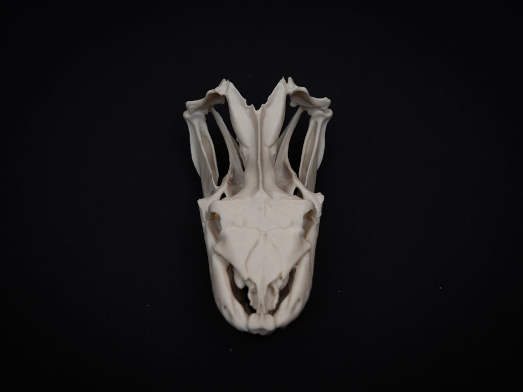 Life Size Python Skull Replica – Realistic 3D Printed Bone Model Display