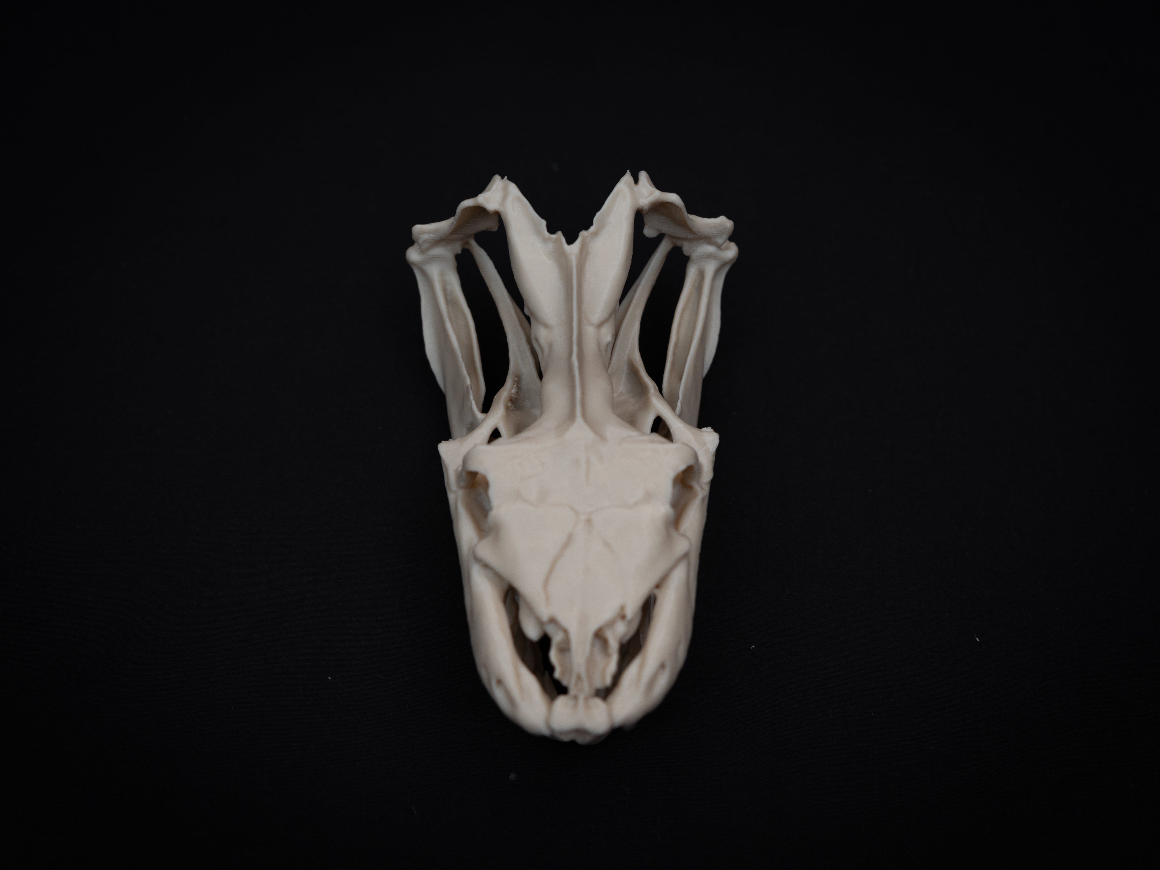 Life Size Python Skull Replica – Realistic 3D Printed Bone Model Display