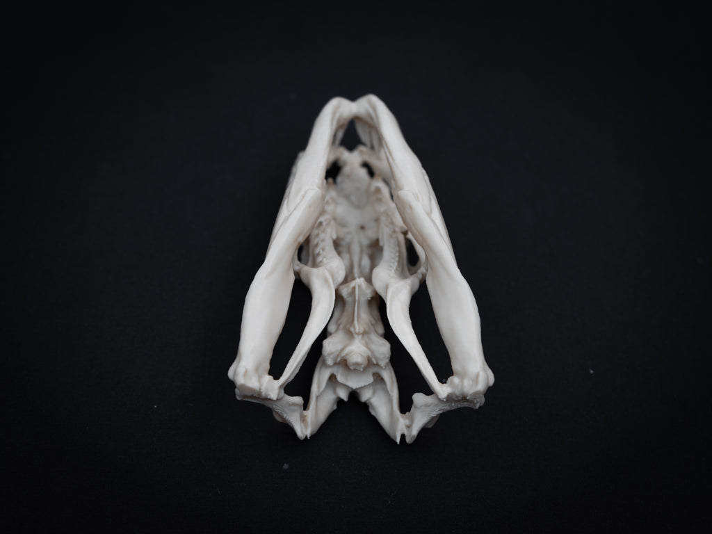 Life Size Python Skull Replica – Realistic 3D Printed Bone Model Display