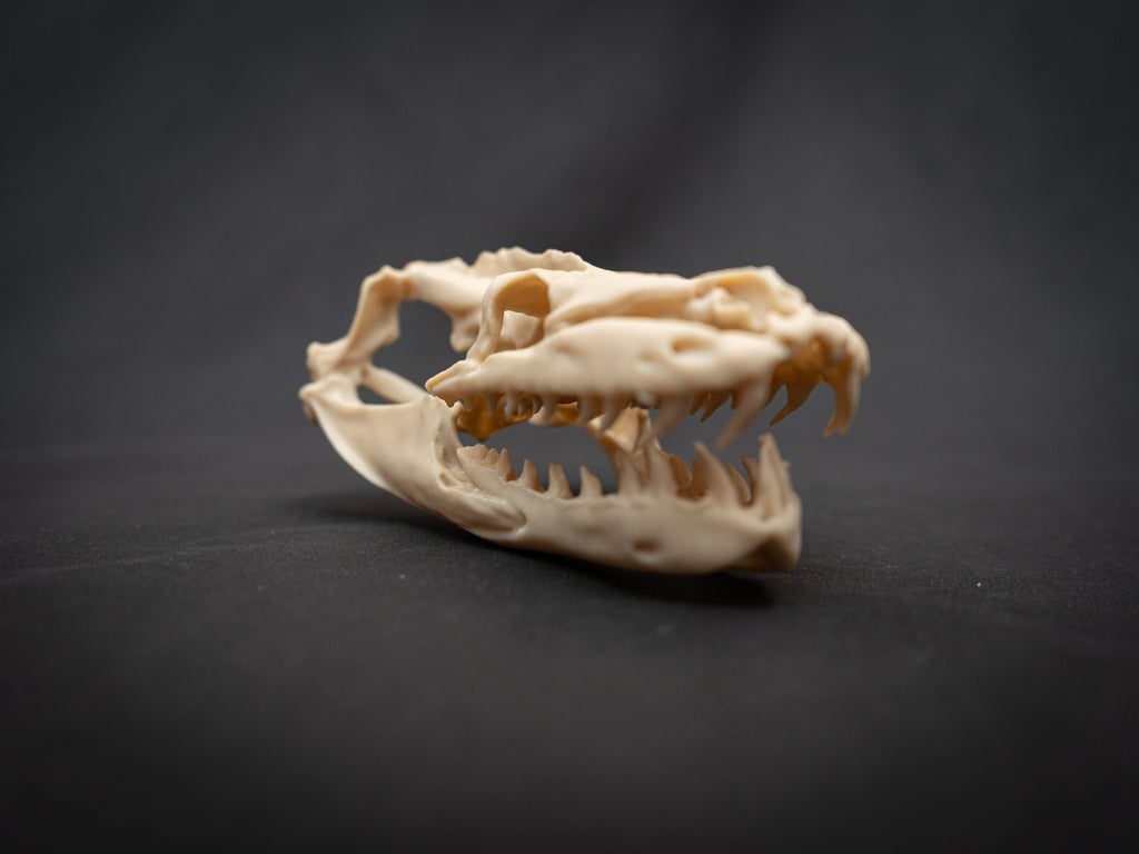 Life Size Python Skull Replica – Realistic 3D Printed Bone Model Display