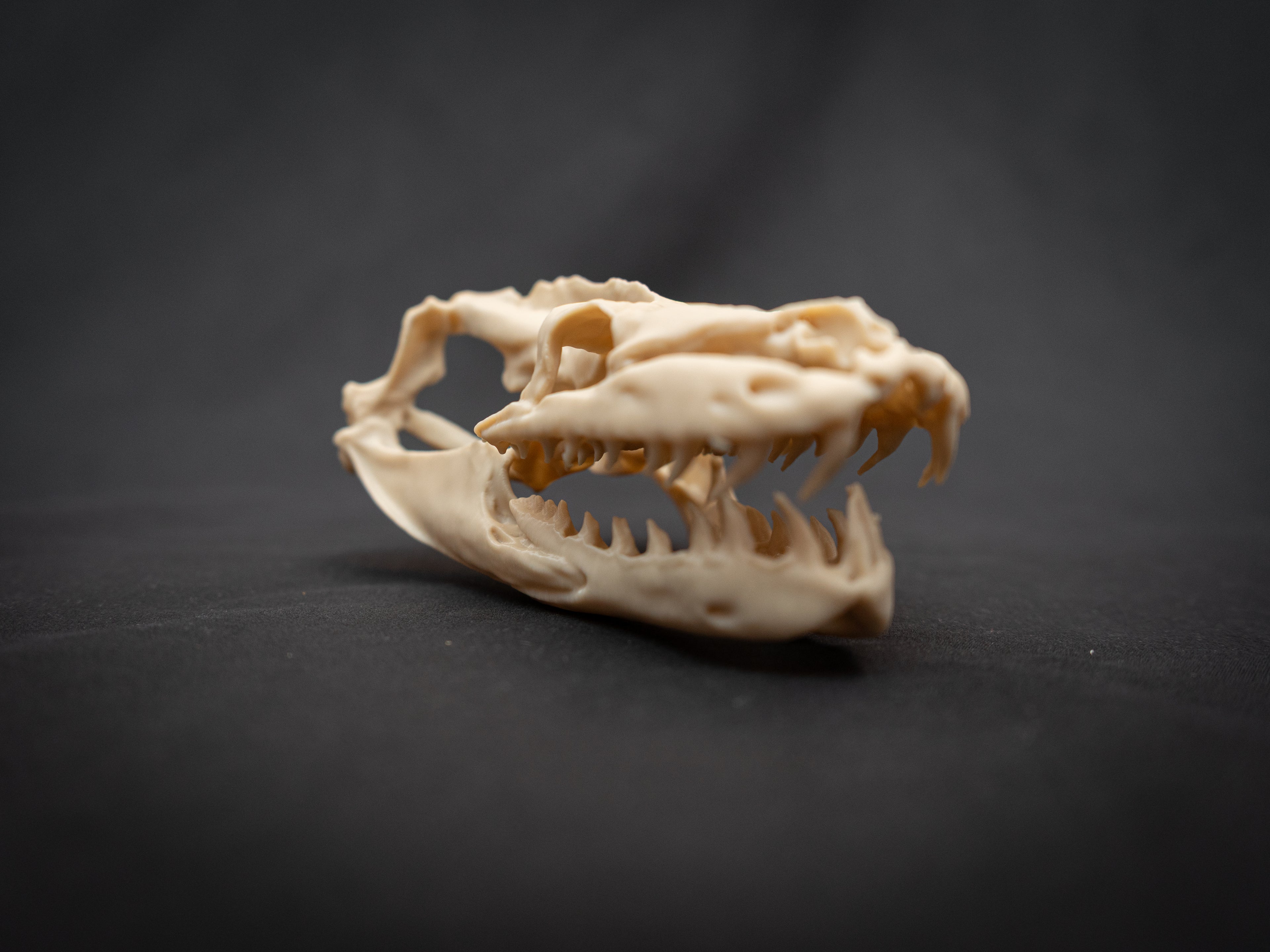 Life Size Python Skull Replica – Realistic 3D Printed Bone Model Display