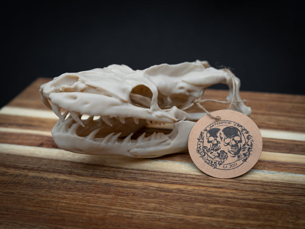 Life Size Python Skull Replica – Realistic 3D Printed Bone Model Display