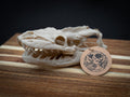 Life Size Python Skull Replica – Realistic 3D Printed Bone Model Display