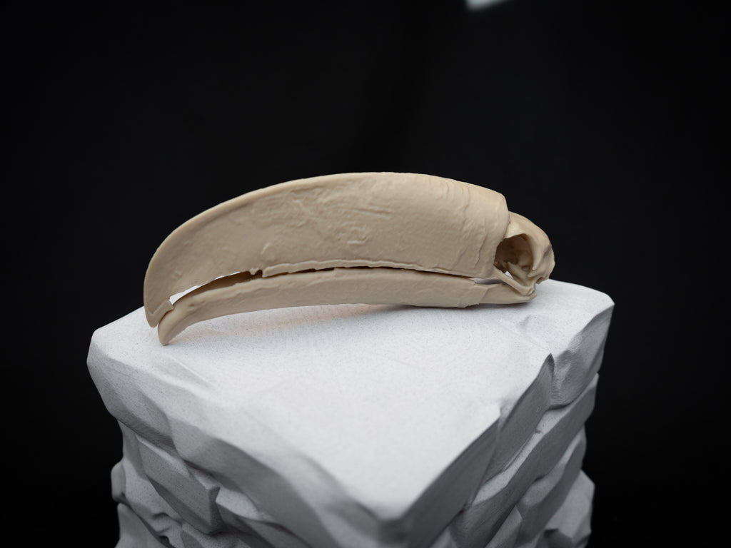 Toucan Skull Replica – Life Size 3D Printed Bird Skull Display