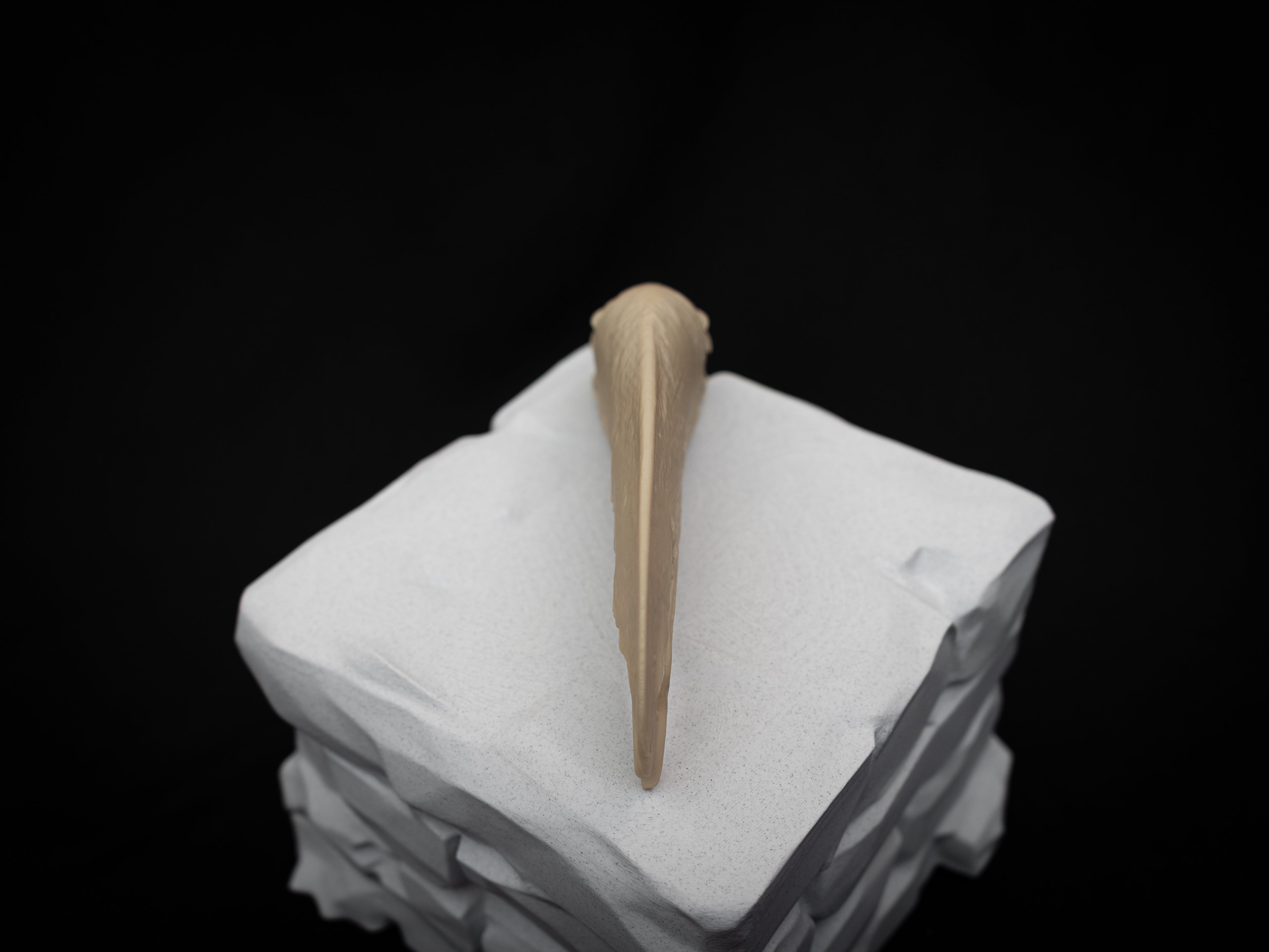 Toucan Skull Replica – Life Size 3D Printed Bird Skull Display